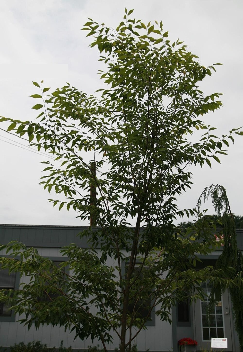 A young Green Vase zelkova with branches rising in a wide V from a single straight trunk