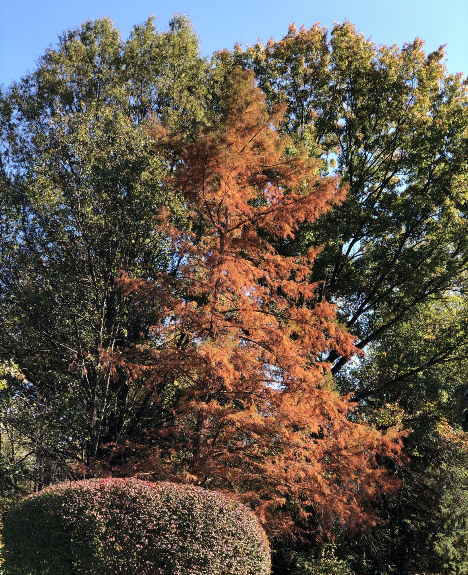 A bald cypress turned copper orange in a back yard, its pyramidal outline standing above a hedge