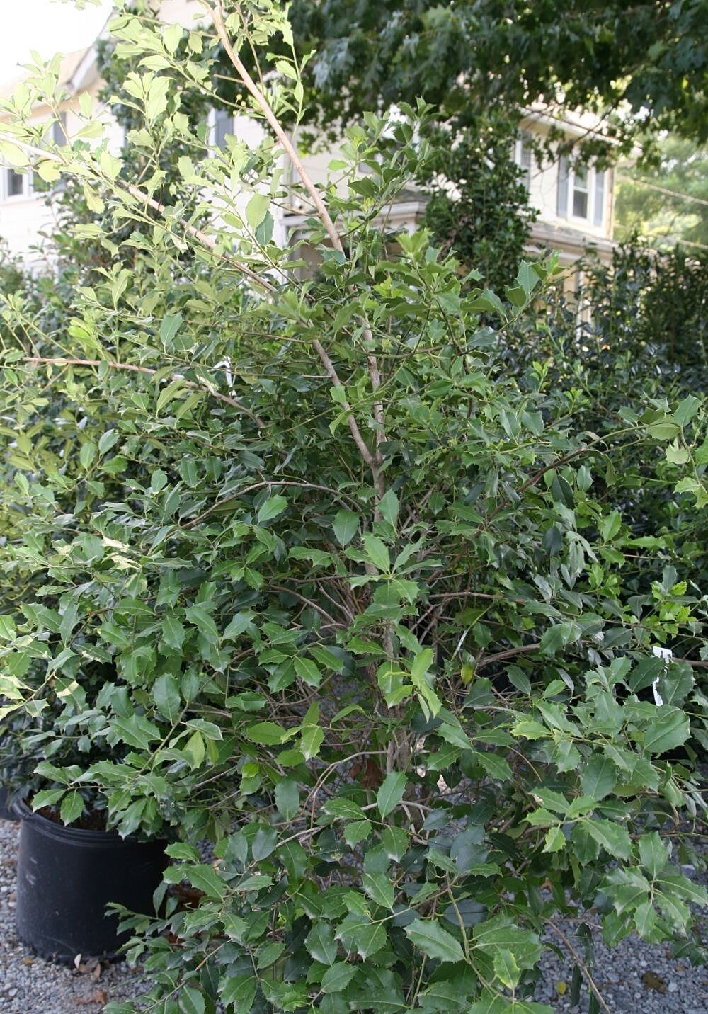 Greenleaf American Holly: a dense container grown Greenleaf American holly showing its full branched form