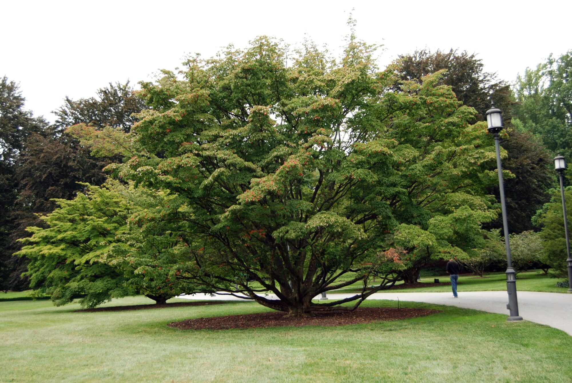 Greensleeves kousa dogwood: Broad kousa with lush summer canopy
