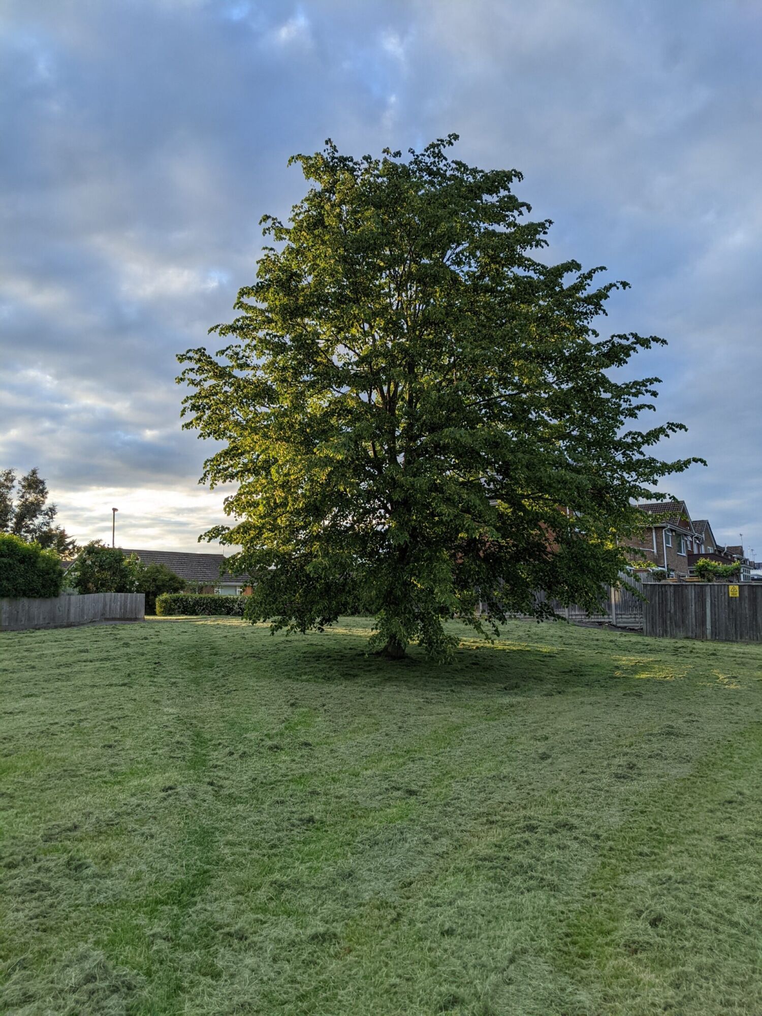 A mature littleleaf linden standing alone on a mown green with a dense rounded crown