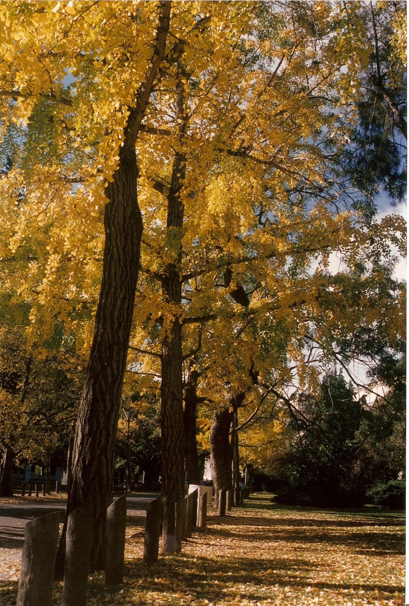Grindstone Ginkgo: tall straight ginkgo trunks under a gold canopy