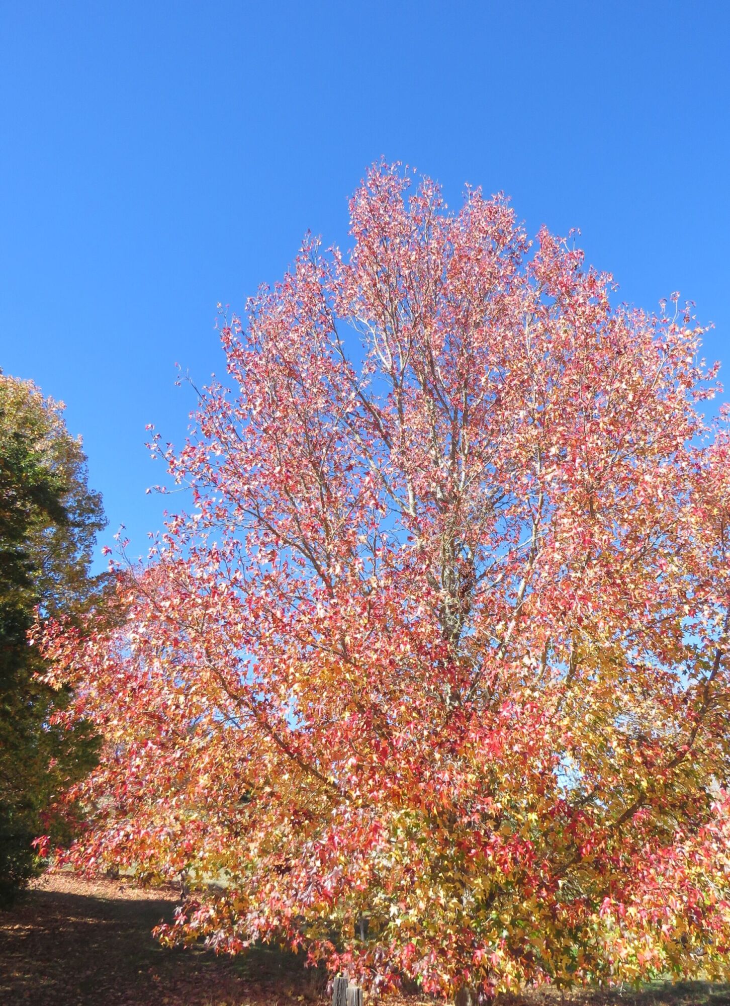 Happidaze Sweetgum: a broad dense American sweetgum canopy in pink and red autumn color against clear blue sky