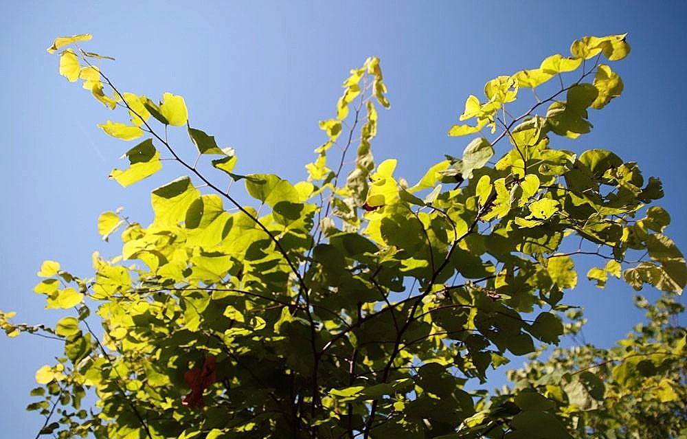 Hearts of Gold redbud: Golden canopy against blue sky