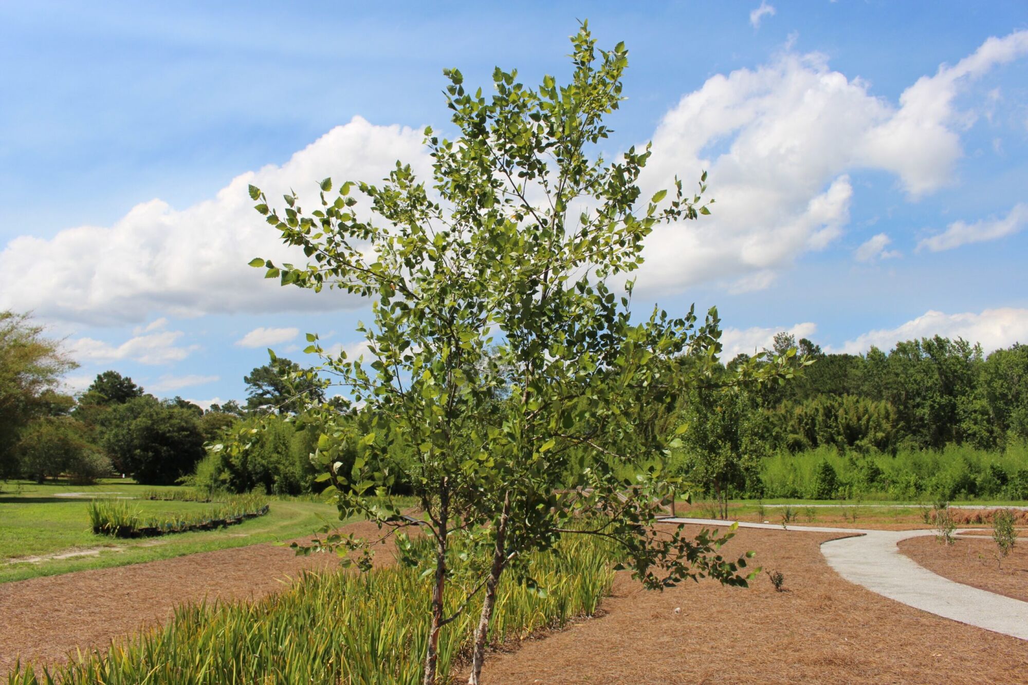 Heritage river birch: young clump form tree in a garden