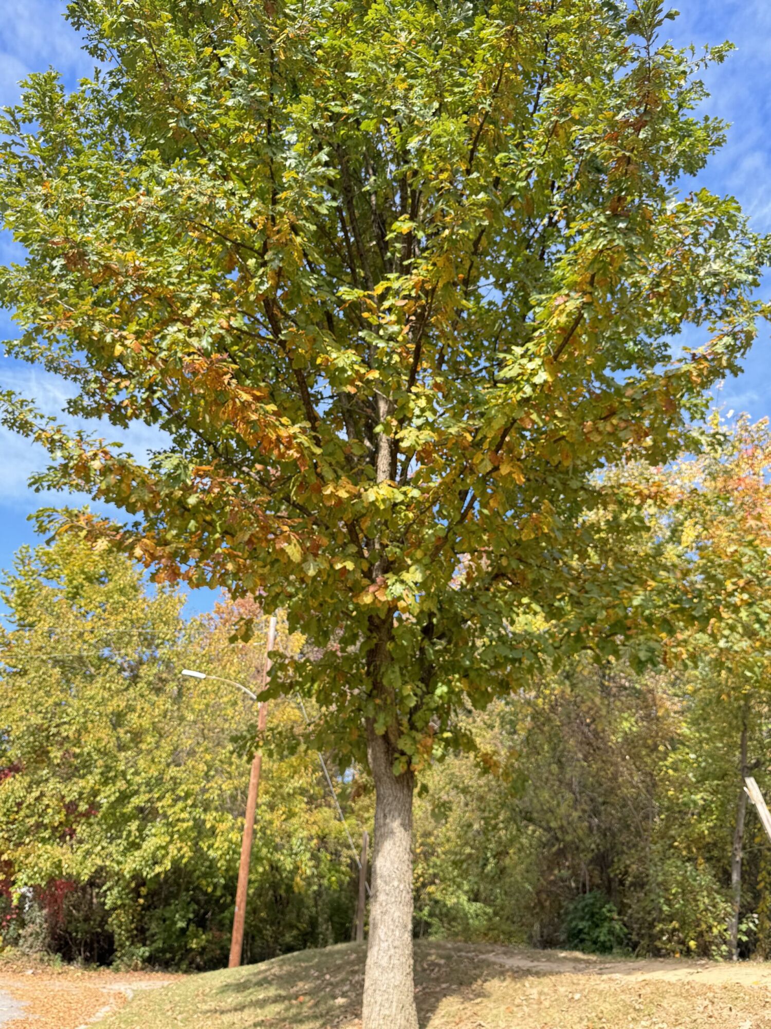 A young bur oak turning gold in early autumn, the native parent that gives Heritage its toughness