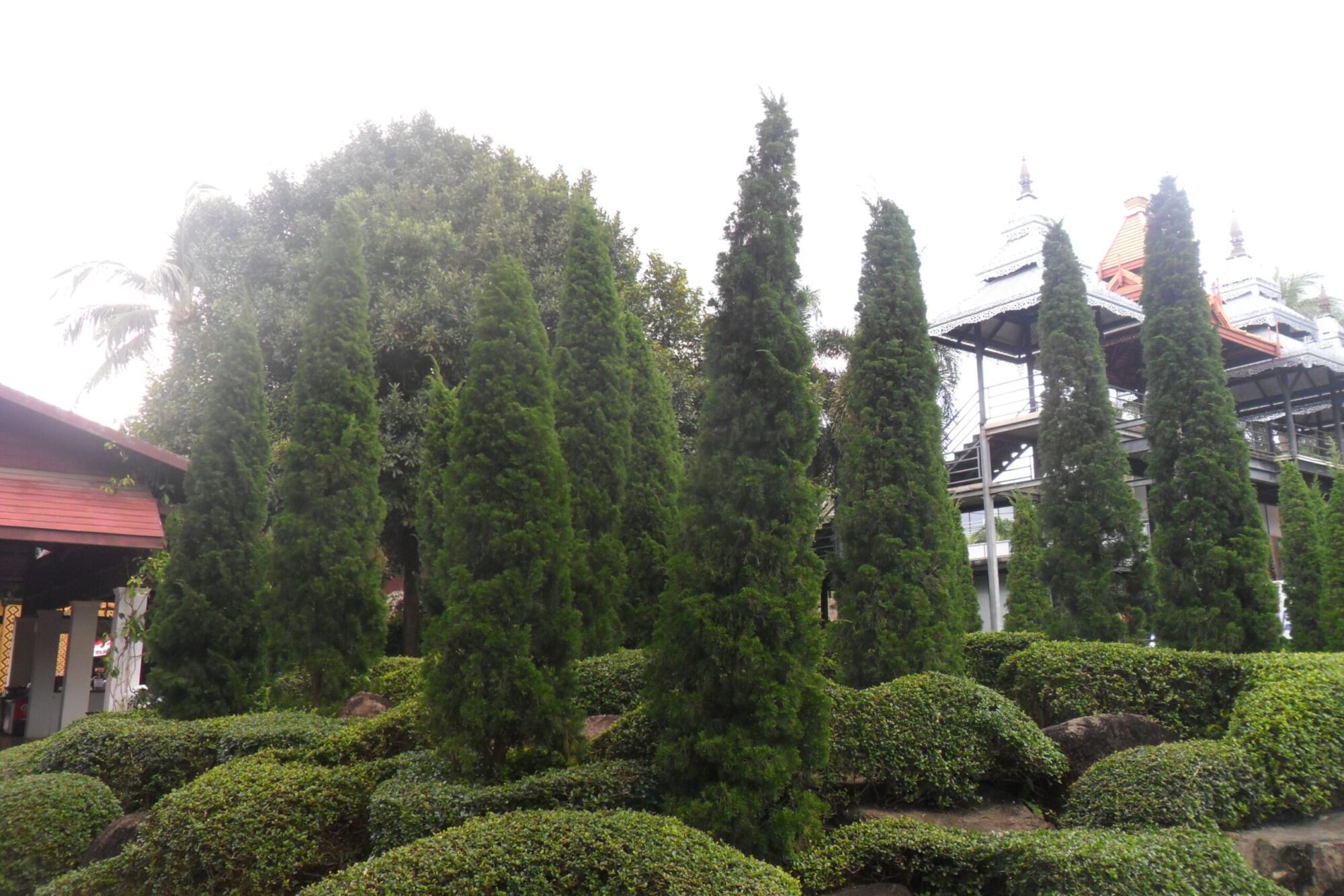 Hetzii Columnaris Juniper: a row of narrow columnar Chinese junipers standing as living pillars
