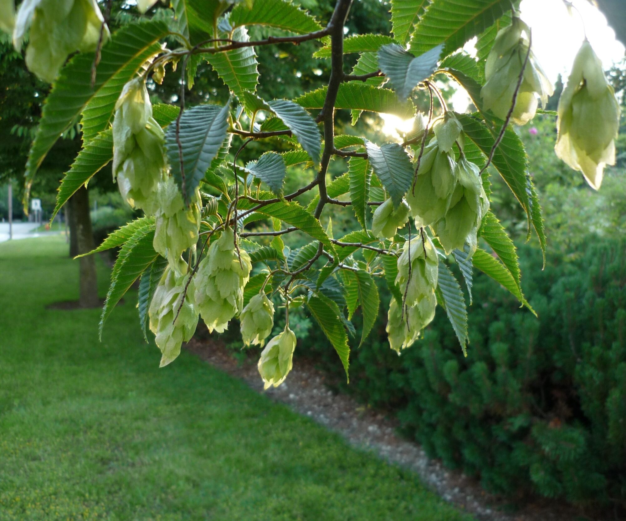 American Hophornbeam: a hophornbeam branch loaded with pale green hop-like seed clusters arching over a park lawn