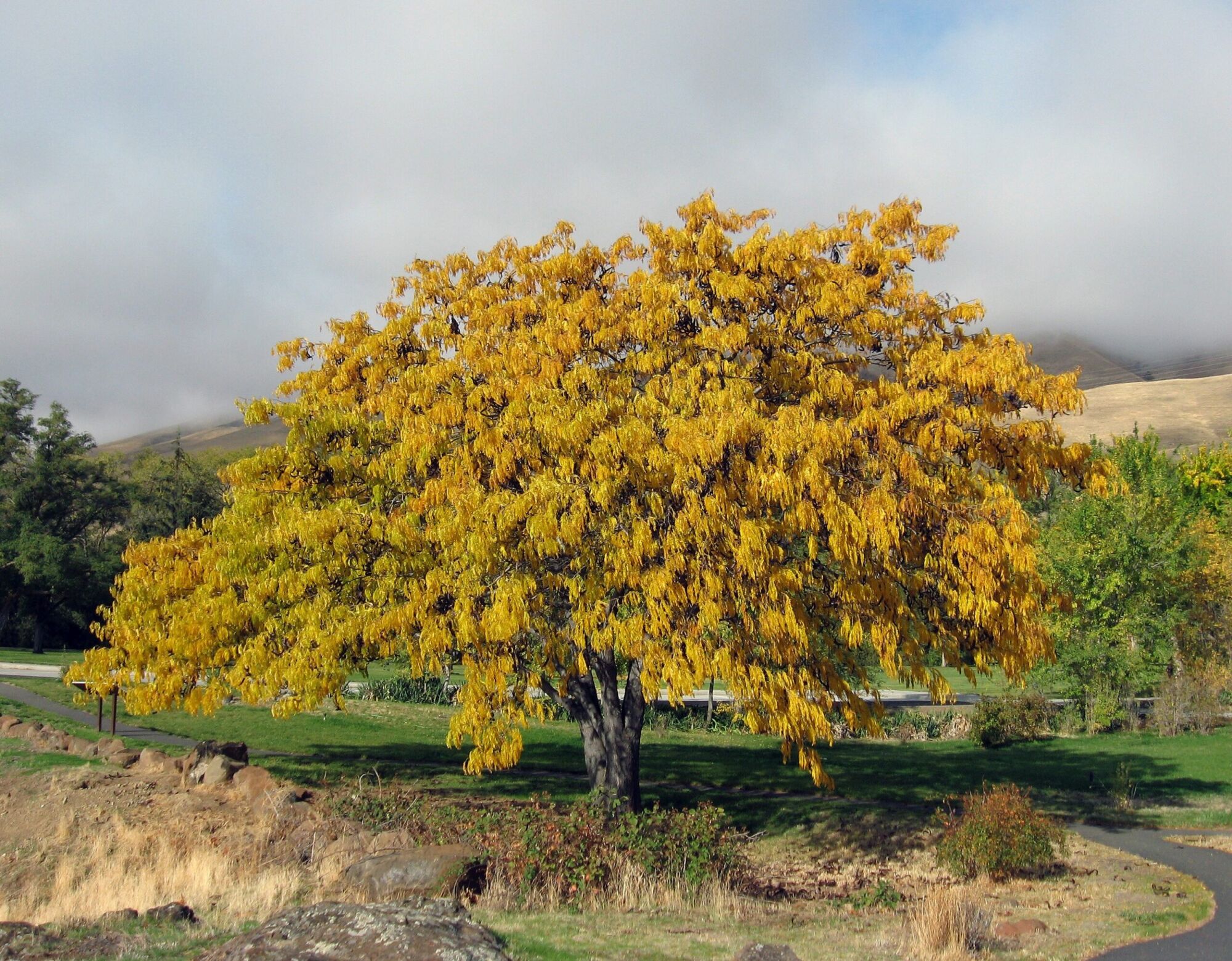 Imperial Honeylocust: broad rounded honeylocust in full golden fall color with lawn growing right up to the trunk