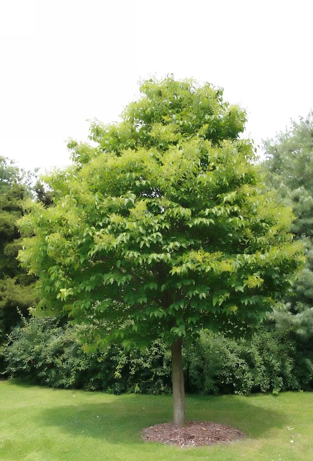 Ivory Silk Japanese tree lilac: a mature single trunk tree on a lawn with a rounded oval crown