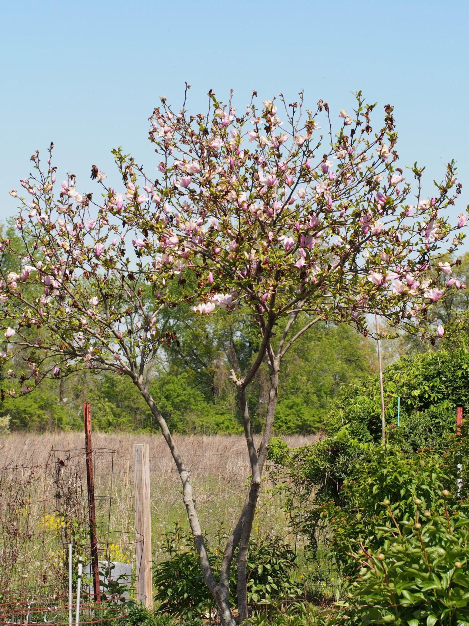 Jane Magnolia: a mature Jane magnolia in bloom showing its open upright vase-shaped form