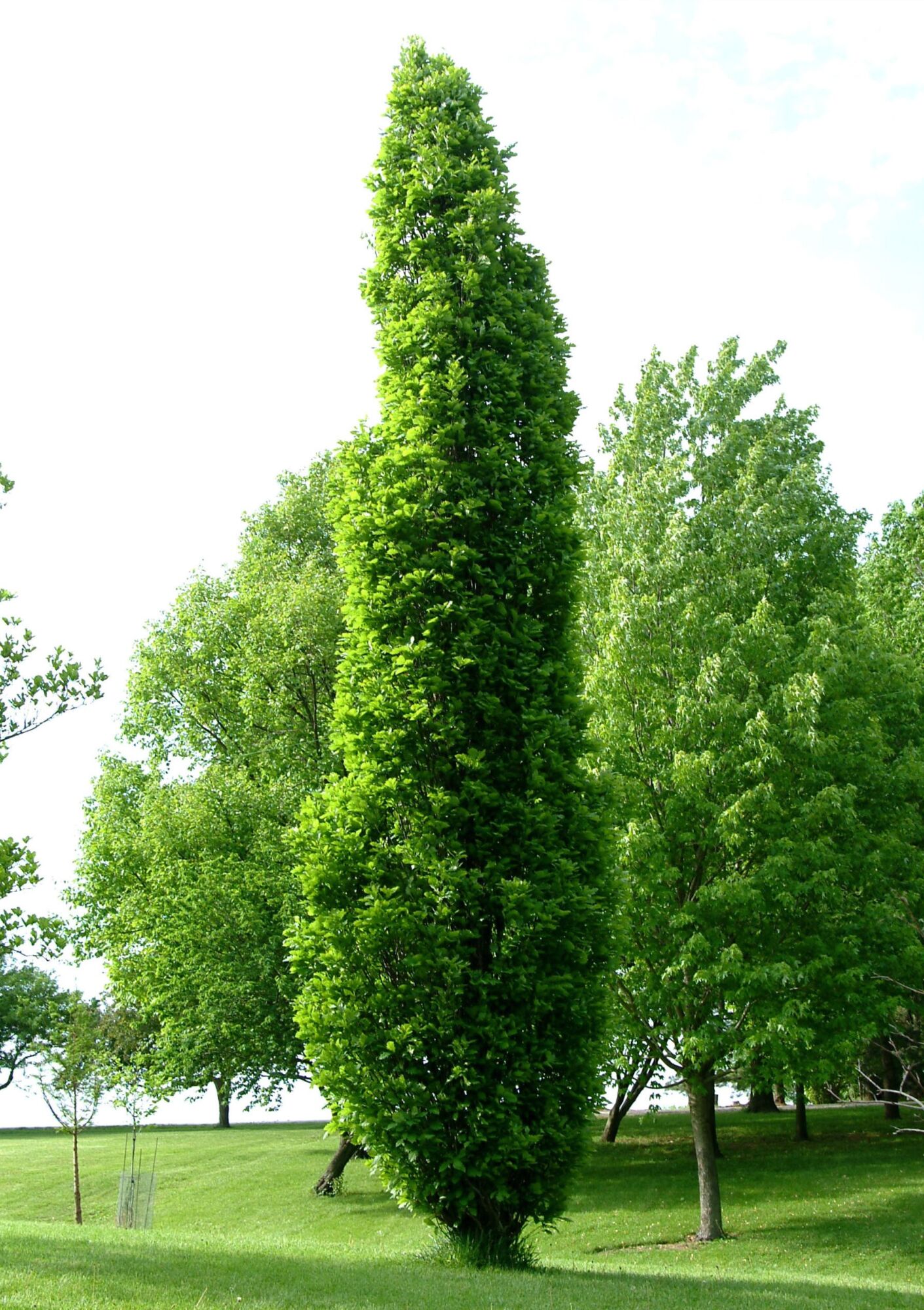 Kindred Spirit Oak: a mature specimen on a lawn showing its narrow columnar shape beside ordinary spreading trees