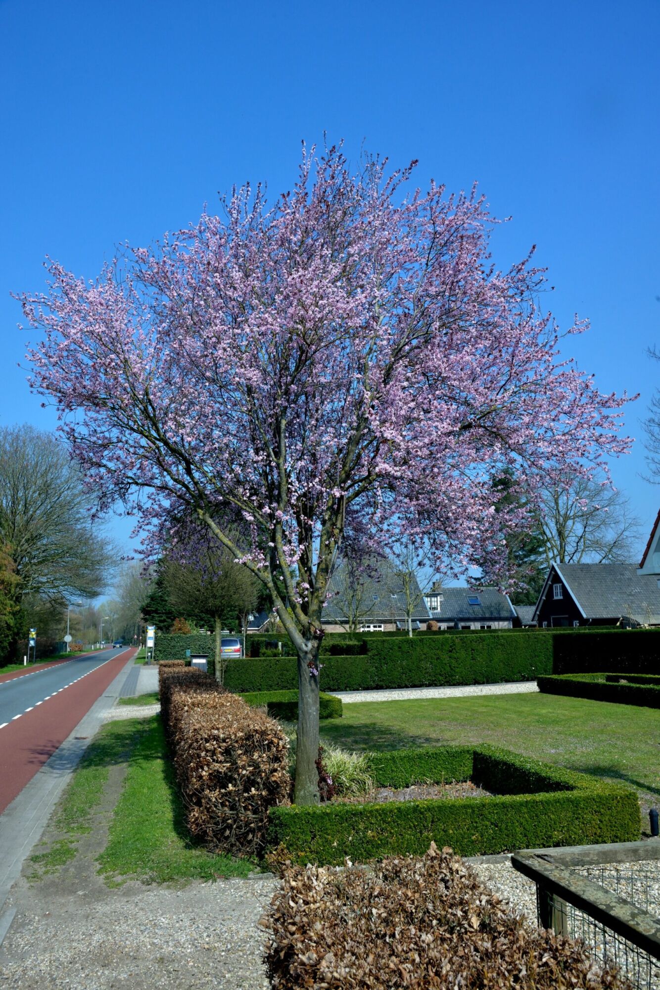 Krauter Vesuvius Flowering Plum: a small purple leaf plum covered in pink blossom beside a road in a tidy front garden