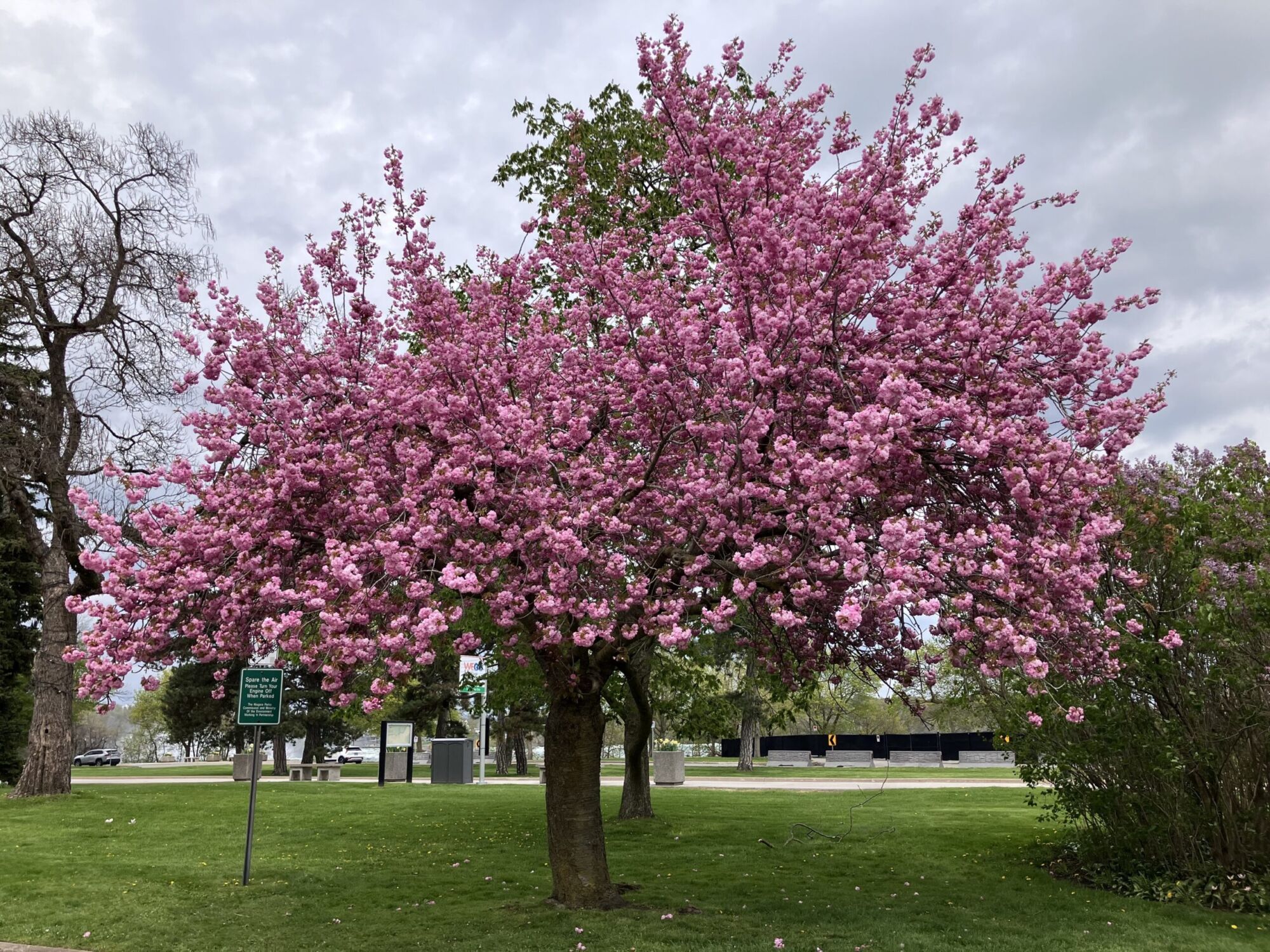Kwanzan Flowering Cherry: a mature Kwanzan cherry covered in deep pink double blossom on a park lawn
