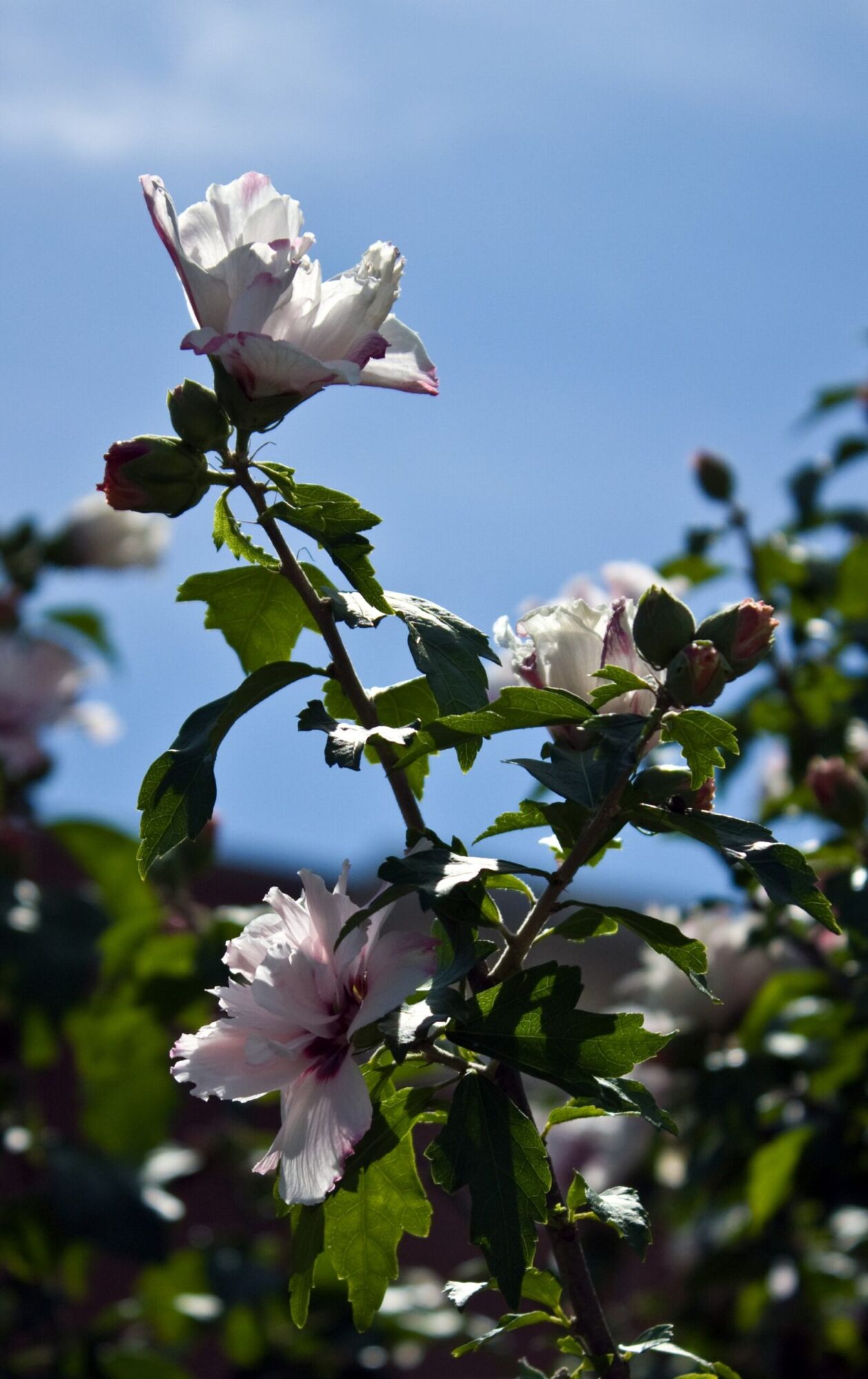 Lady Stanley Rose of Sharon: white semi double rose of sharon flowers streaked with crimson, with buds, against a blue sky