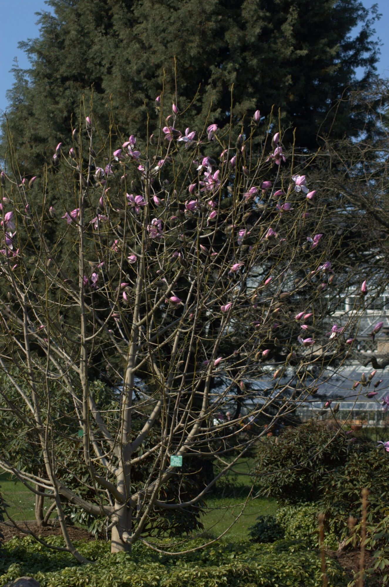 Leonard Messel Magnolia: a multi-stemmed Leonard Messel magnolia in bloom, pink buds and flowers on bare branches