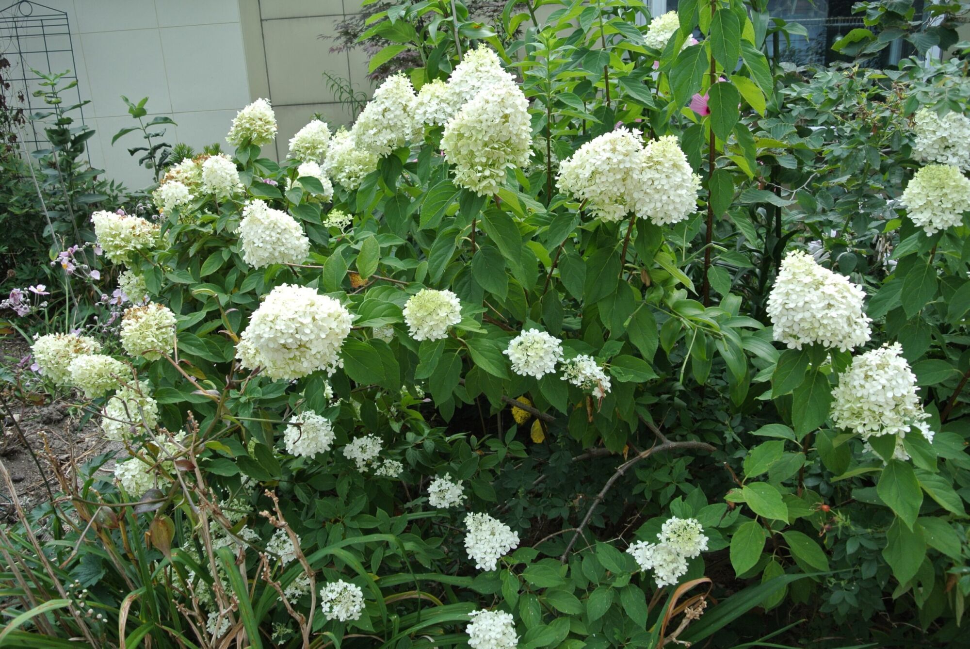Limelight Hydrangea: a hydrangea covered in large lime green cone shaped flower heads in a garden bed