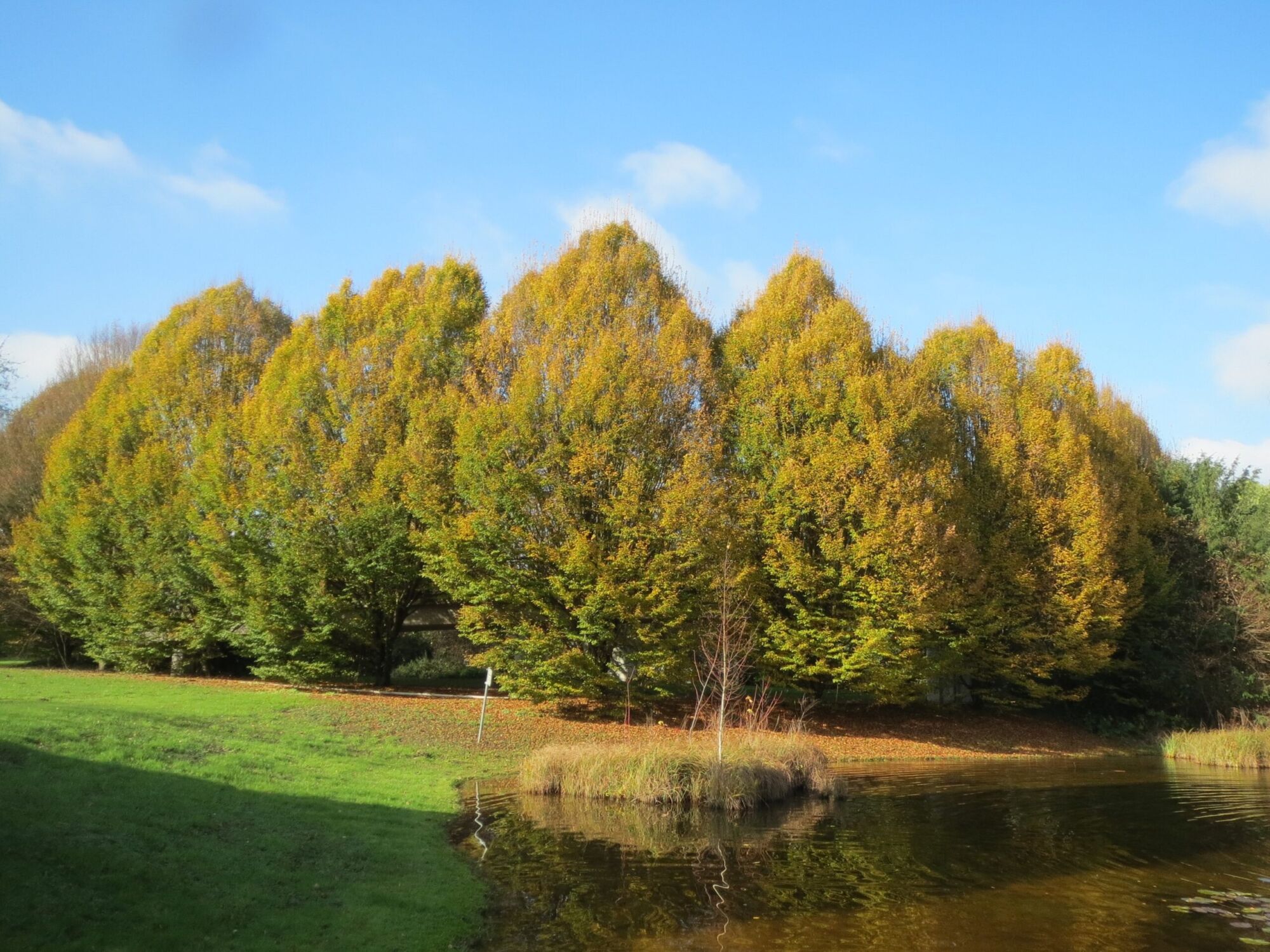 Lucas hornbeam: row of upright hornbeams gold in fall