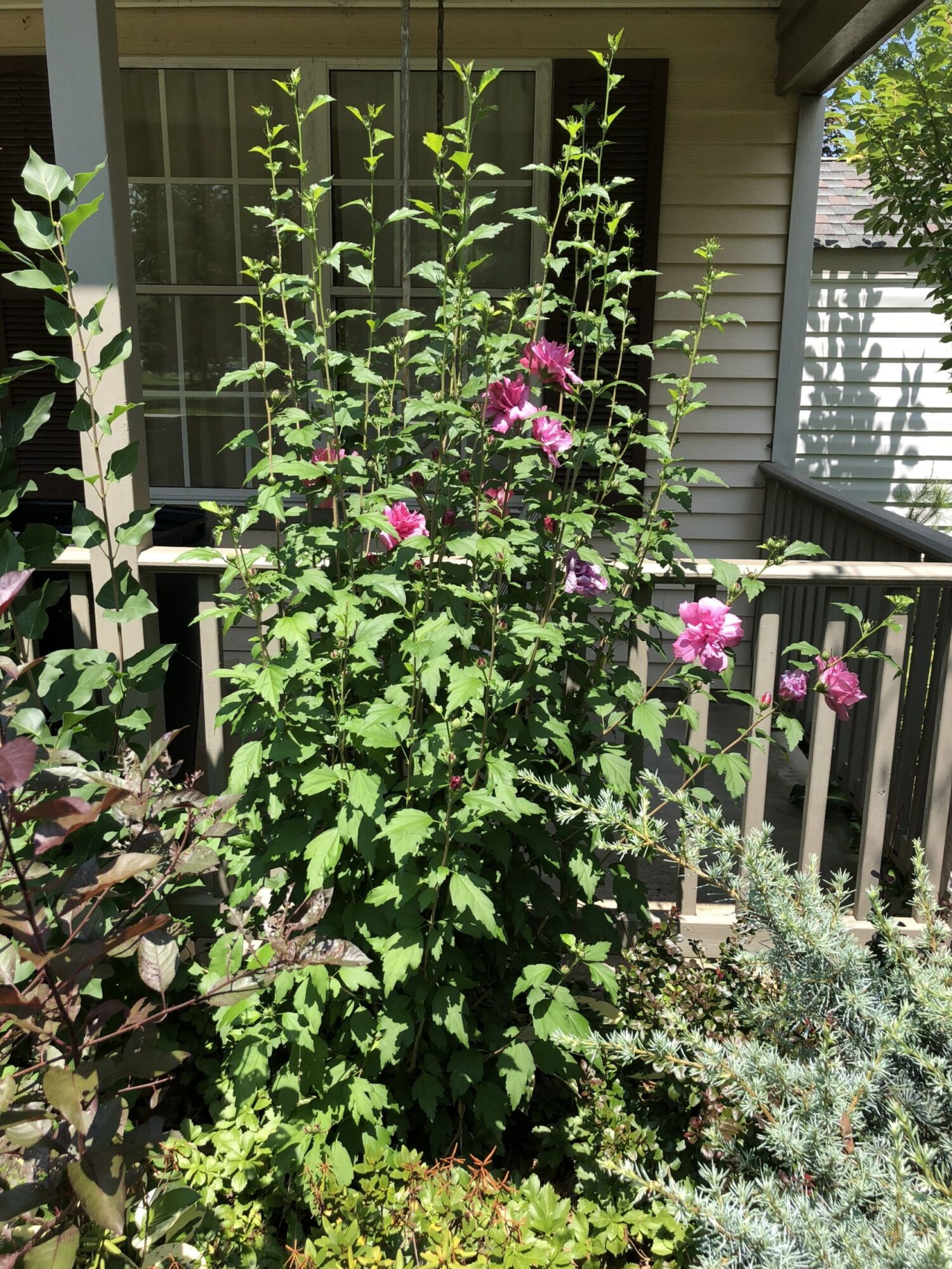 Lucy Rose of Sharon: an upright rose of sharon shrub covered in deep pink double flowers beside a house porch