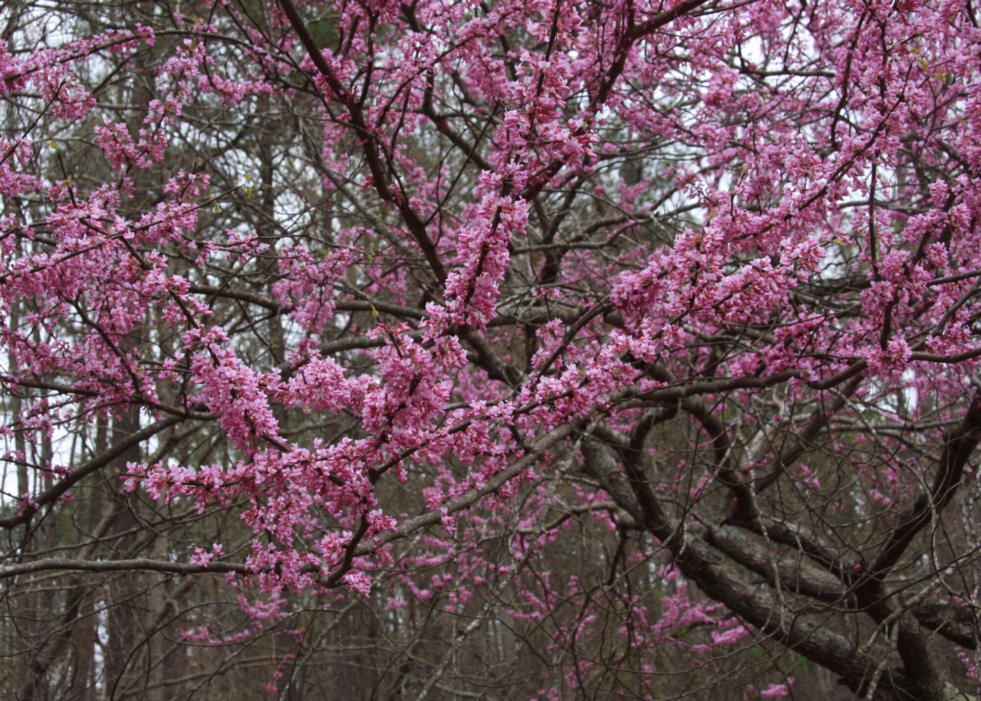 Luscious Lavender redbud: Branches massed with dense pink bloom
