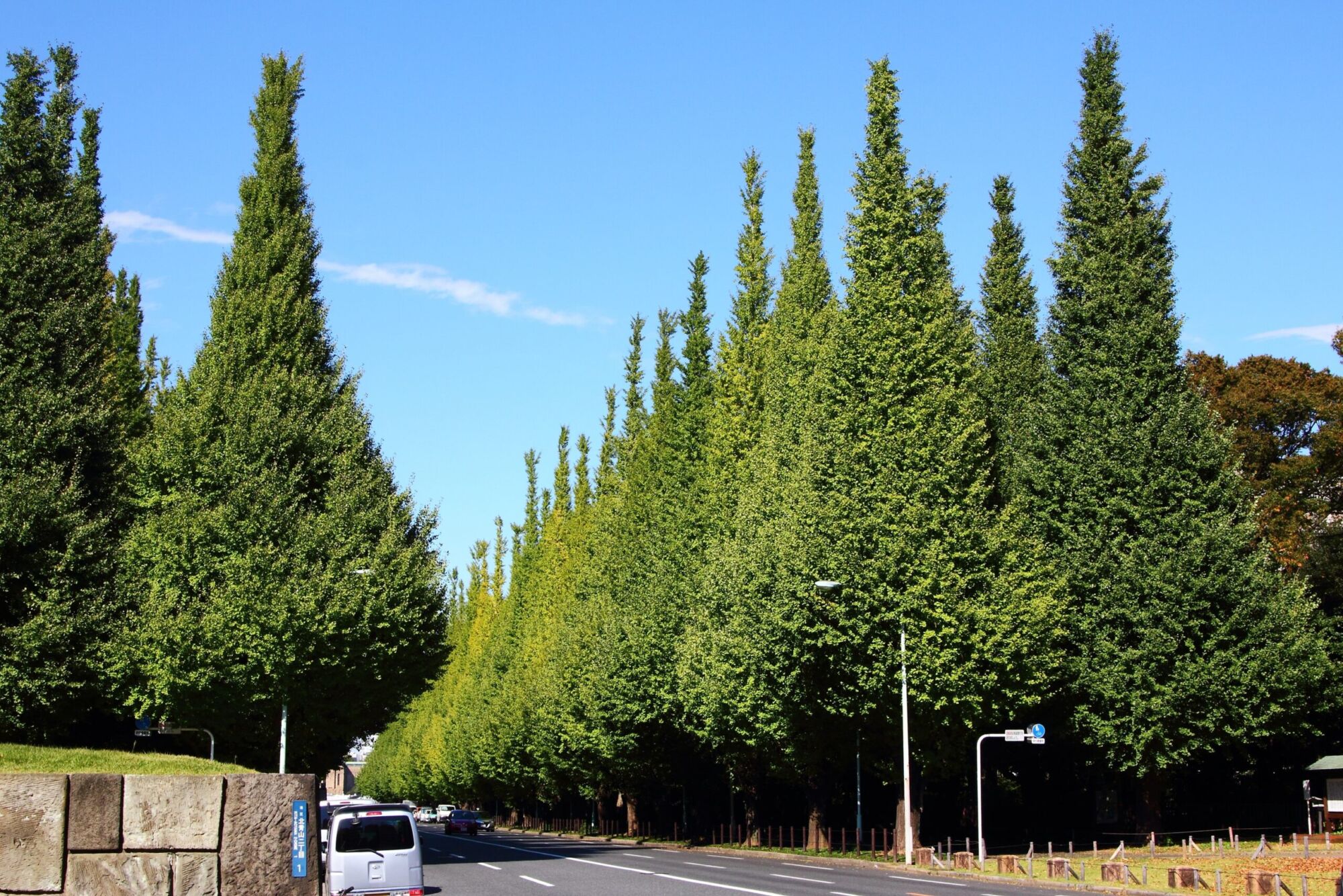 Magyar Ginkgo: avenue of uniform pyramidal ginkgos against blue sky