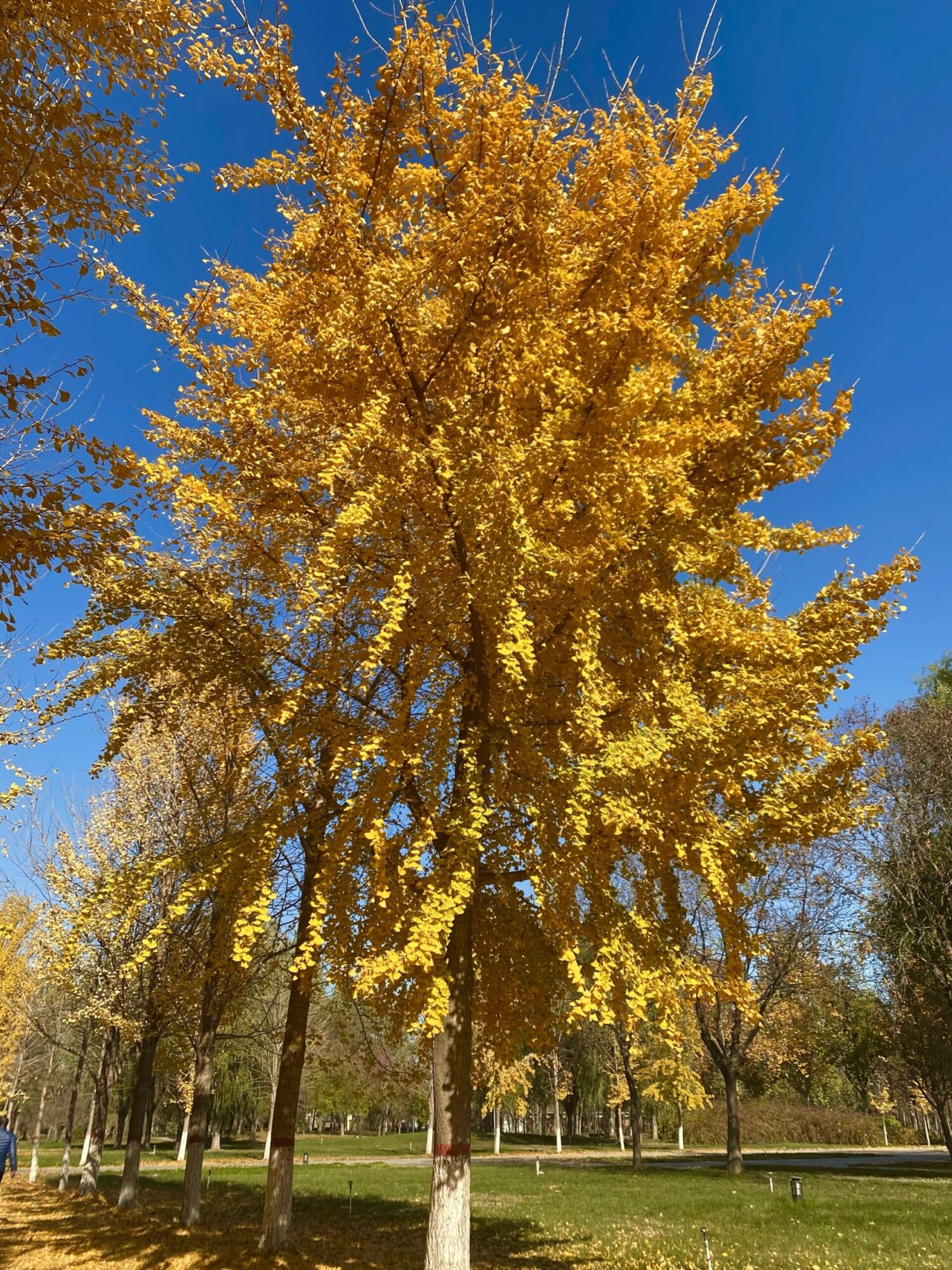 Ginkgo: full tree in solid gold fall color against blue sky