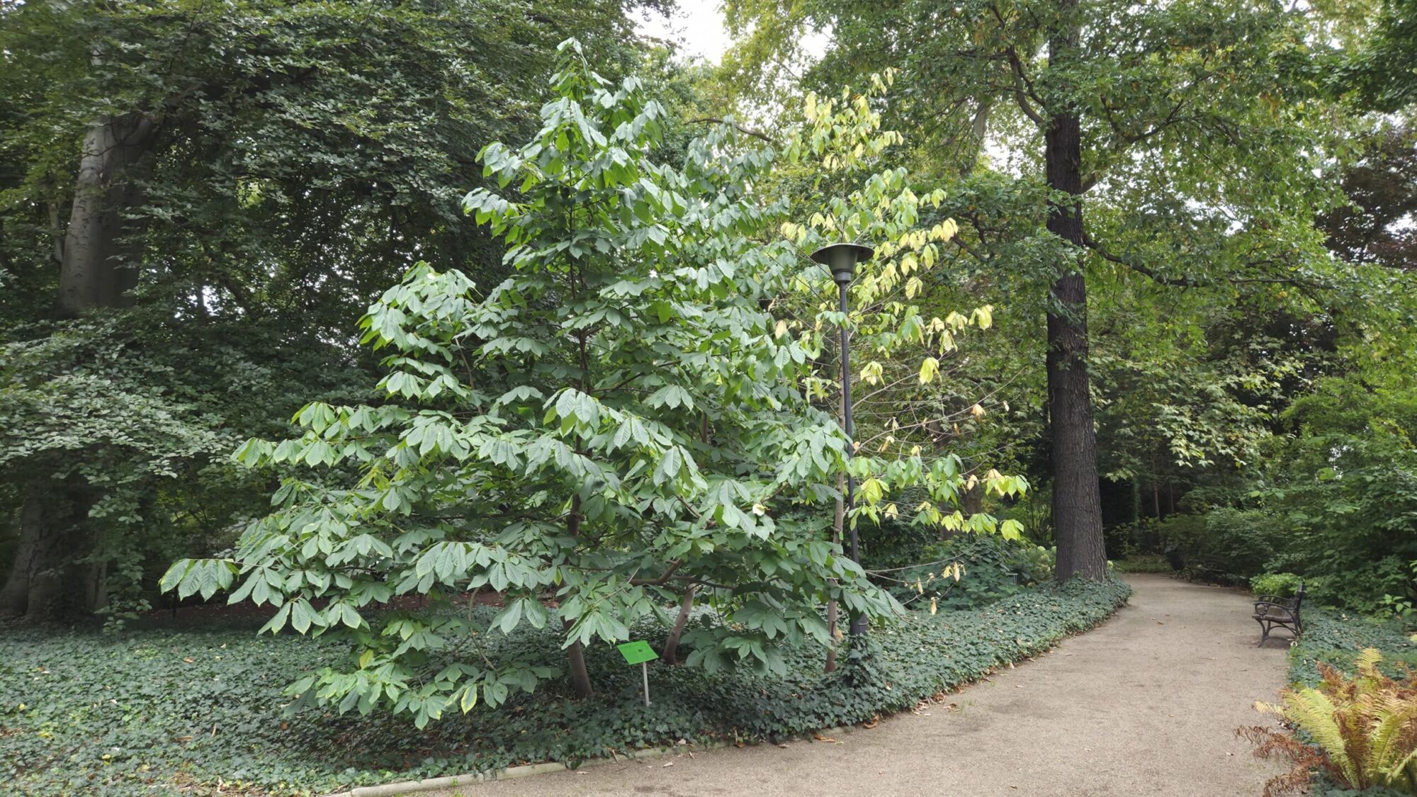 Mango pawpaw: pyramidal garden tree with tropical foliage