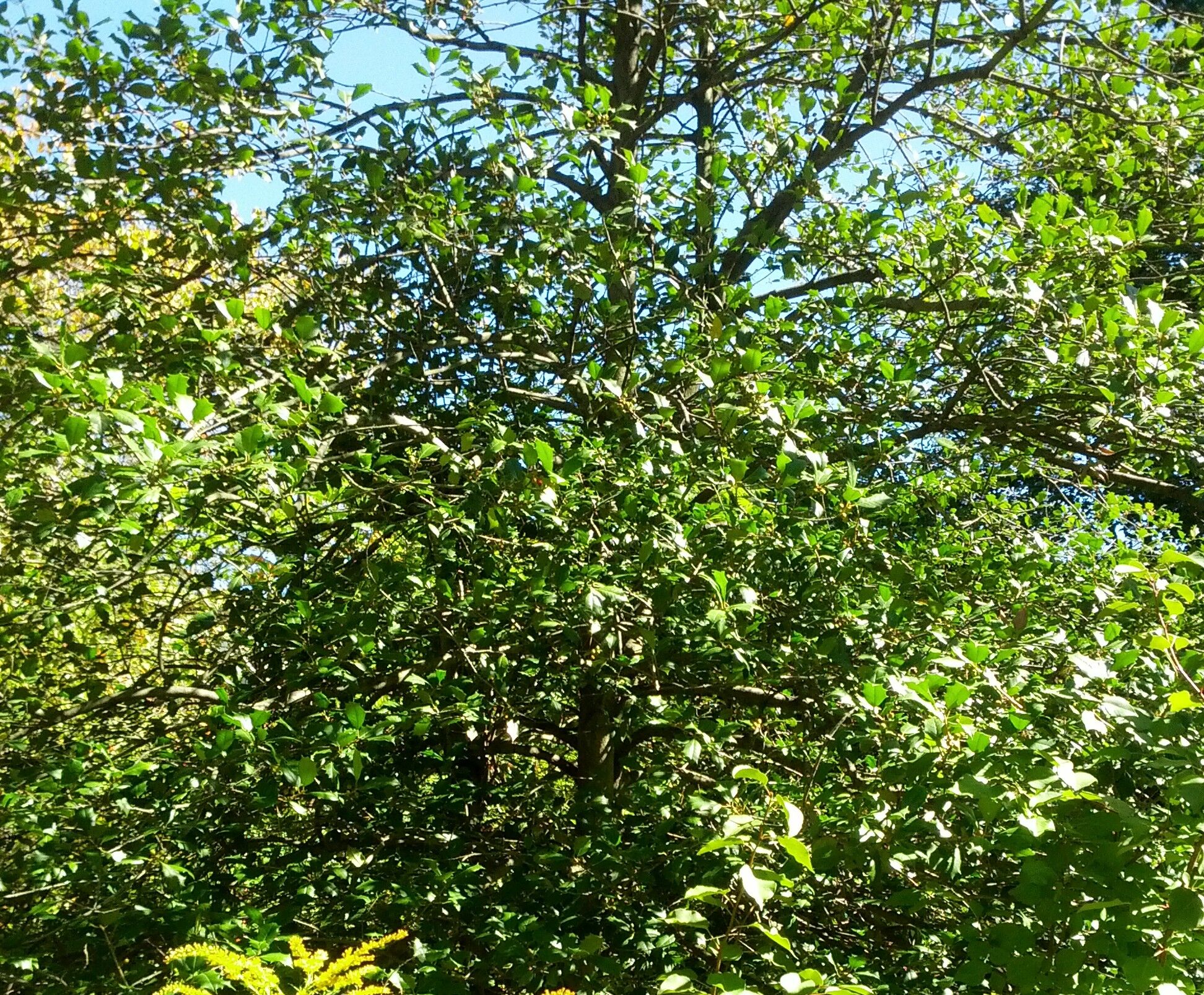 Mary Holman American Holly: a dense broadly conical American holly full of glossy dark green foliage against blue sky