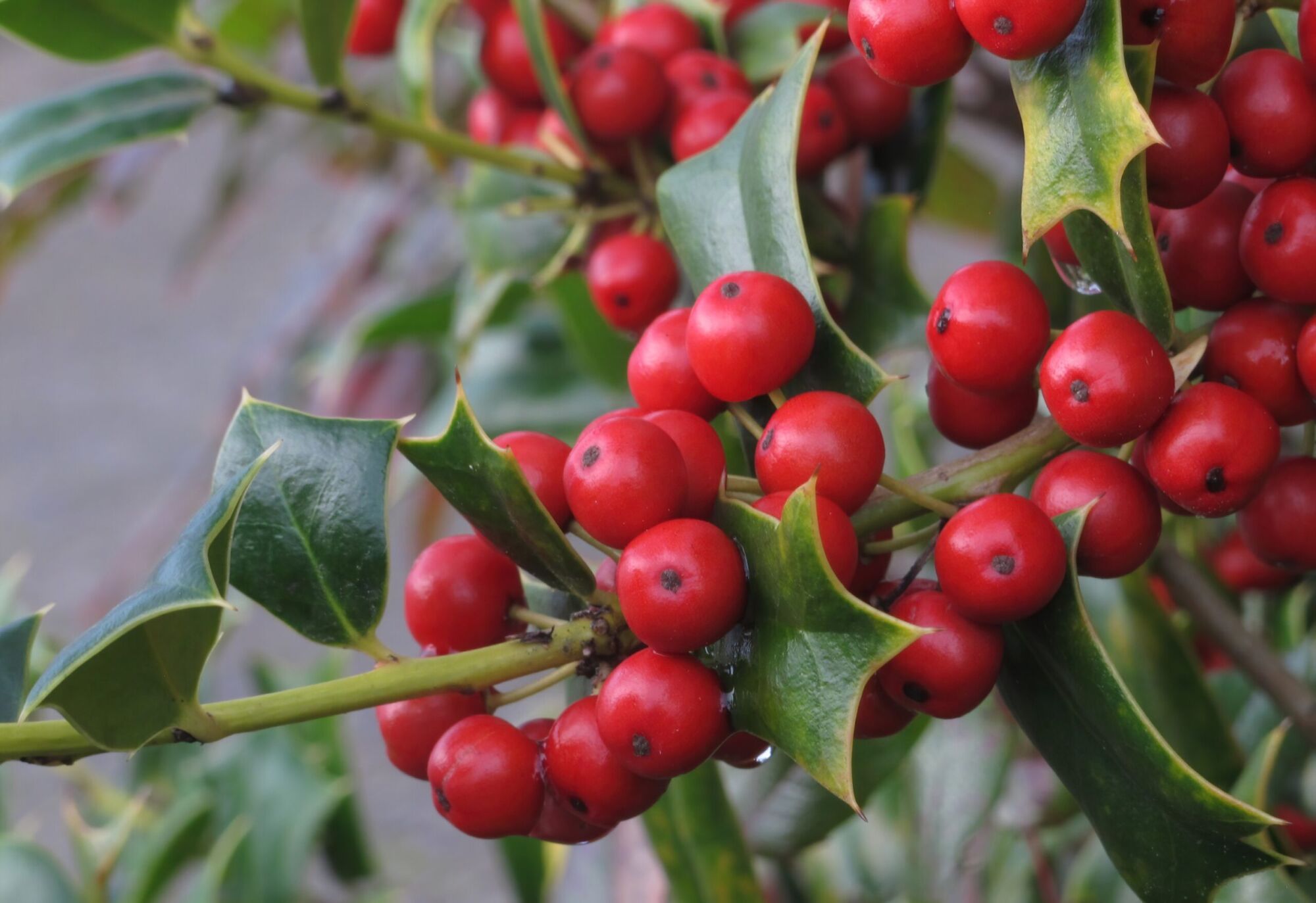 Mary Nell Holly: a branch densely packed with glossy red holly berries among spined dark green leaves