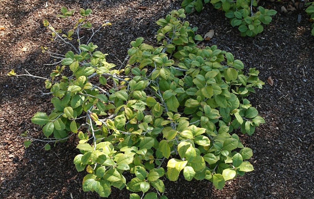 Maryland Dwarf American Holly: a low spreading mound of dwarf American holly with rounded nearly spineless leaves in a mulched bed