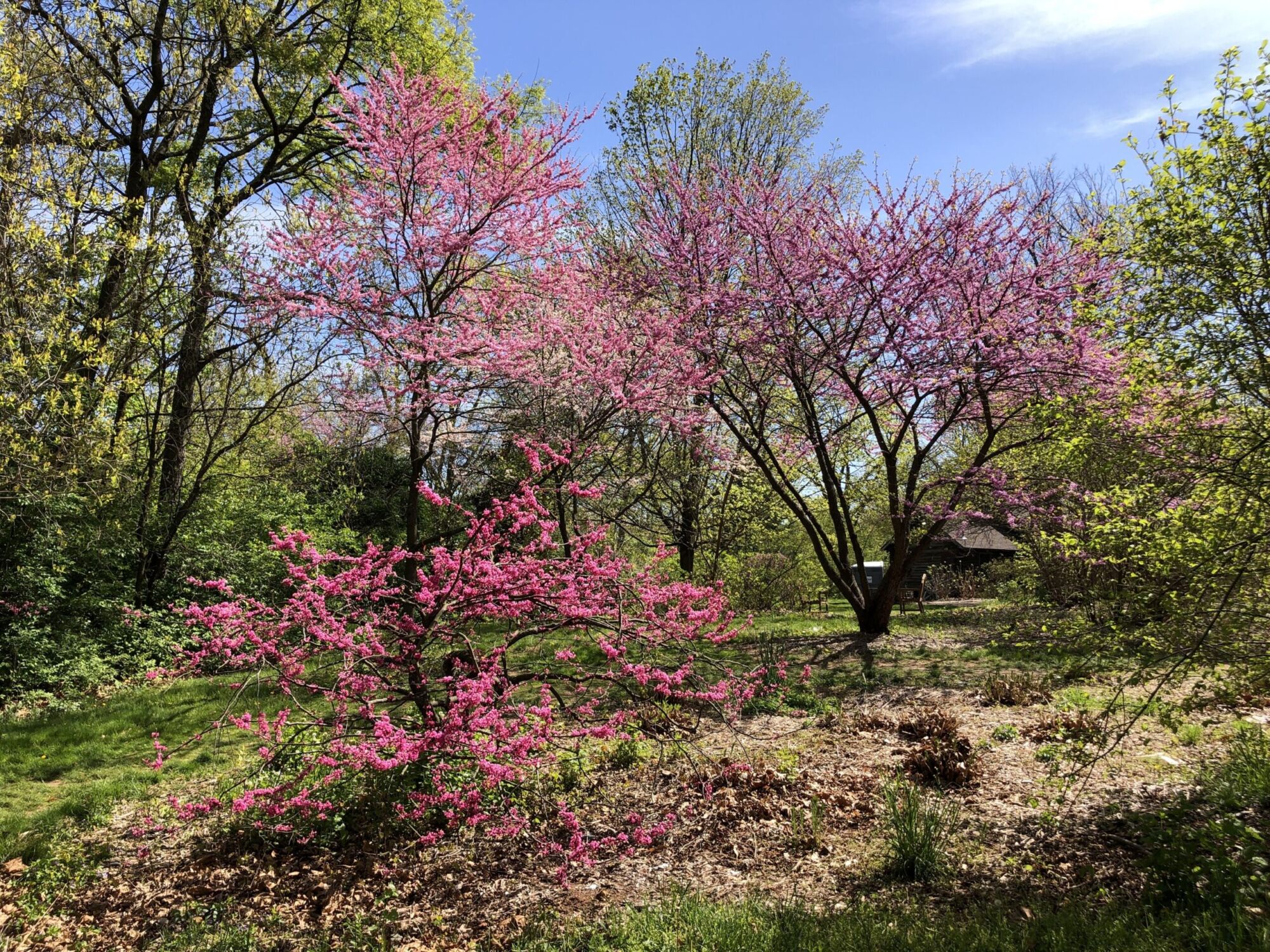 Merlot redbud: Redbud trees in full spring bloom