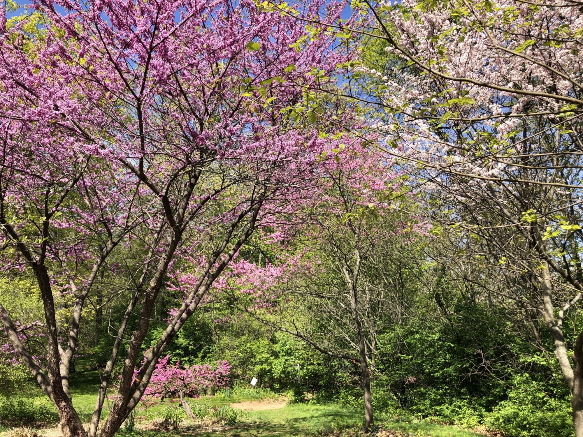 Midnight Express redbud: Redbud trees arching with pink spring bloom