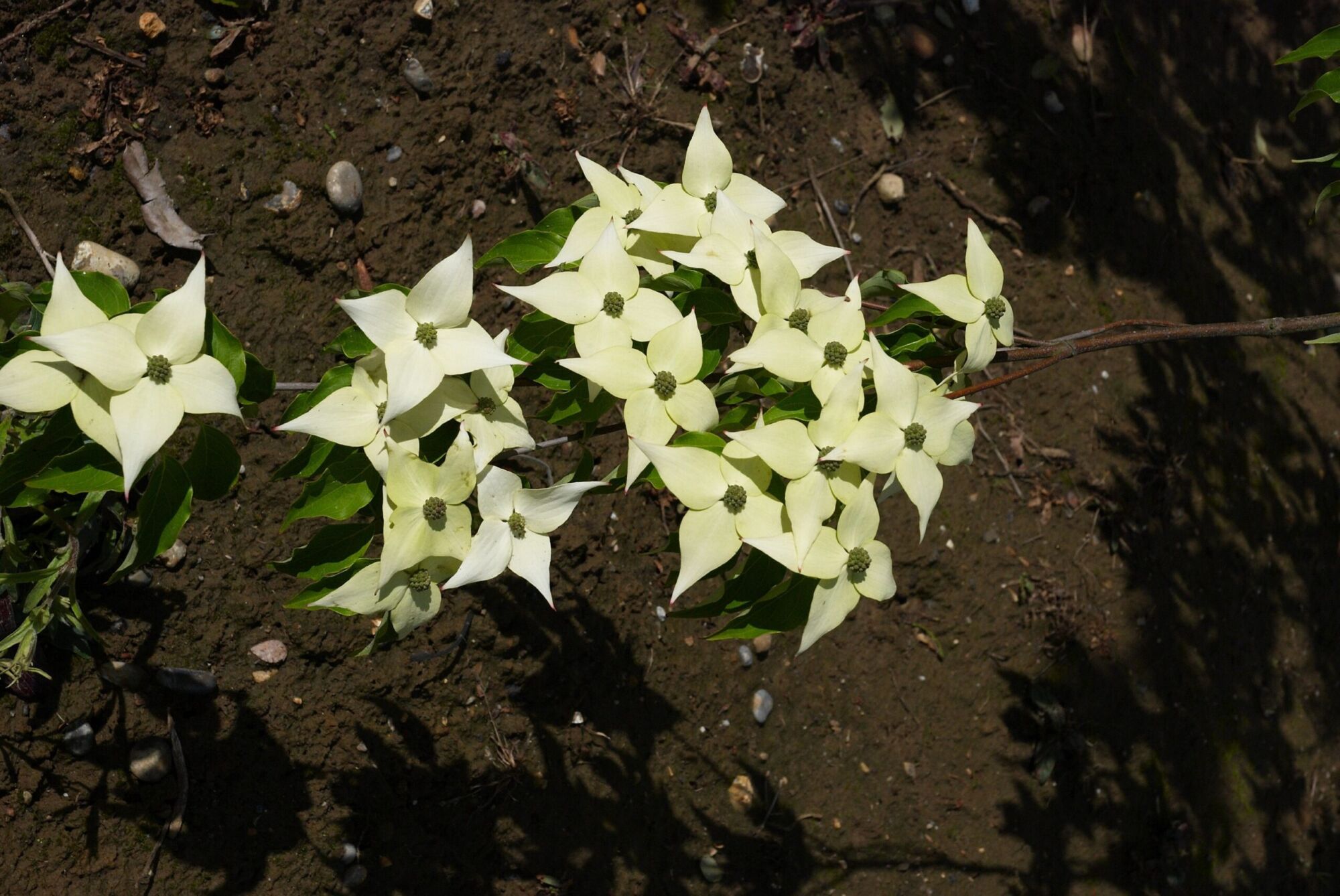 Milky Way kousa dogwood: Branch lined with creamy star blooms