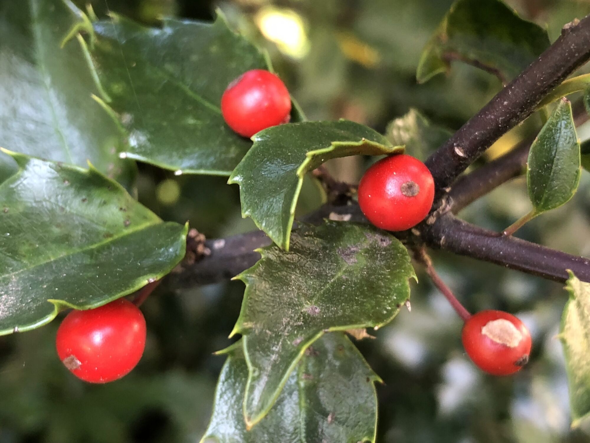 Monarch Holly: glossy red holly berries on dark blue green spined leaves with purple stems