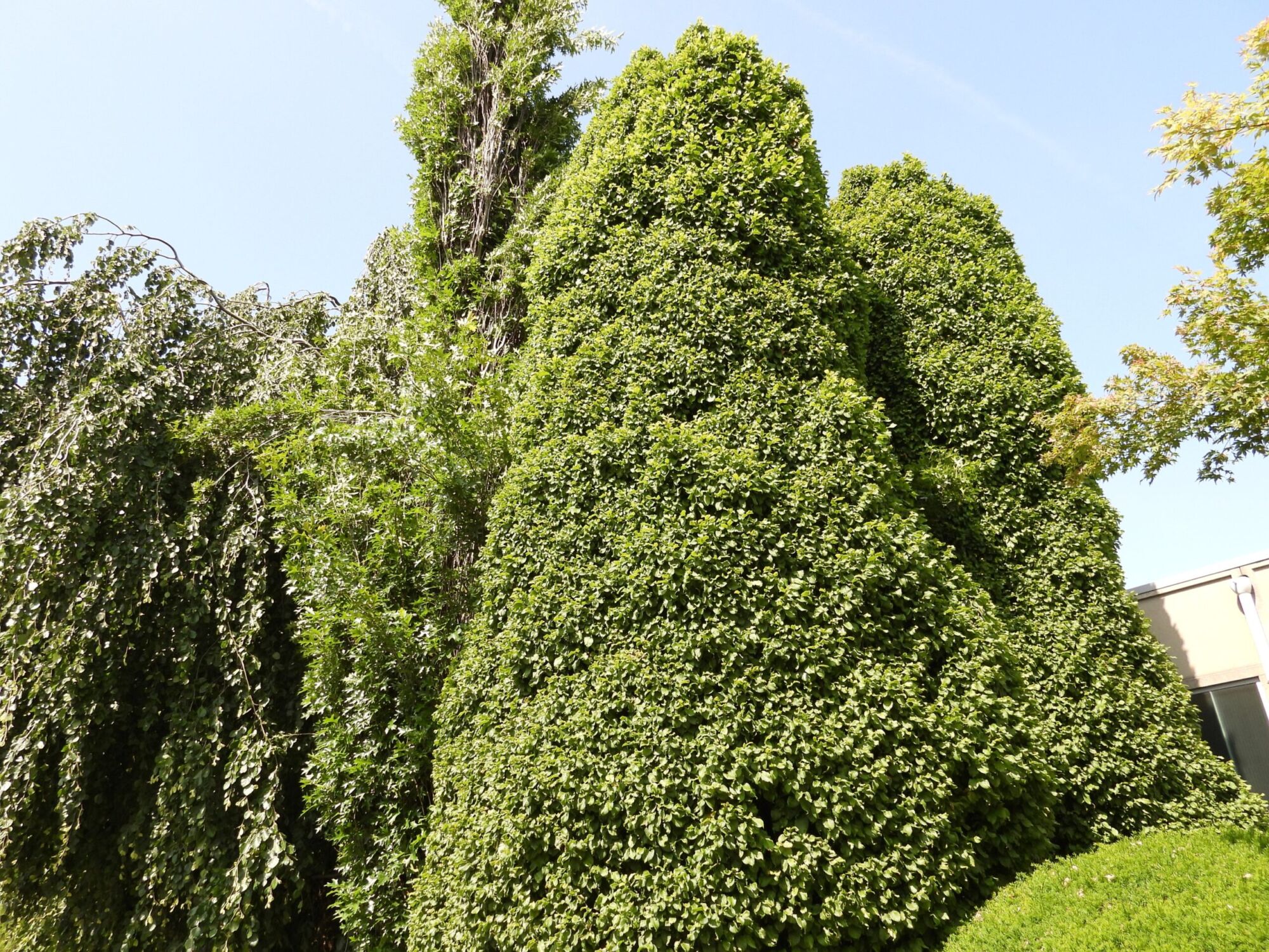Monument hornbeam: dense sculptural pillar of green foliage