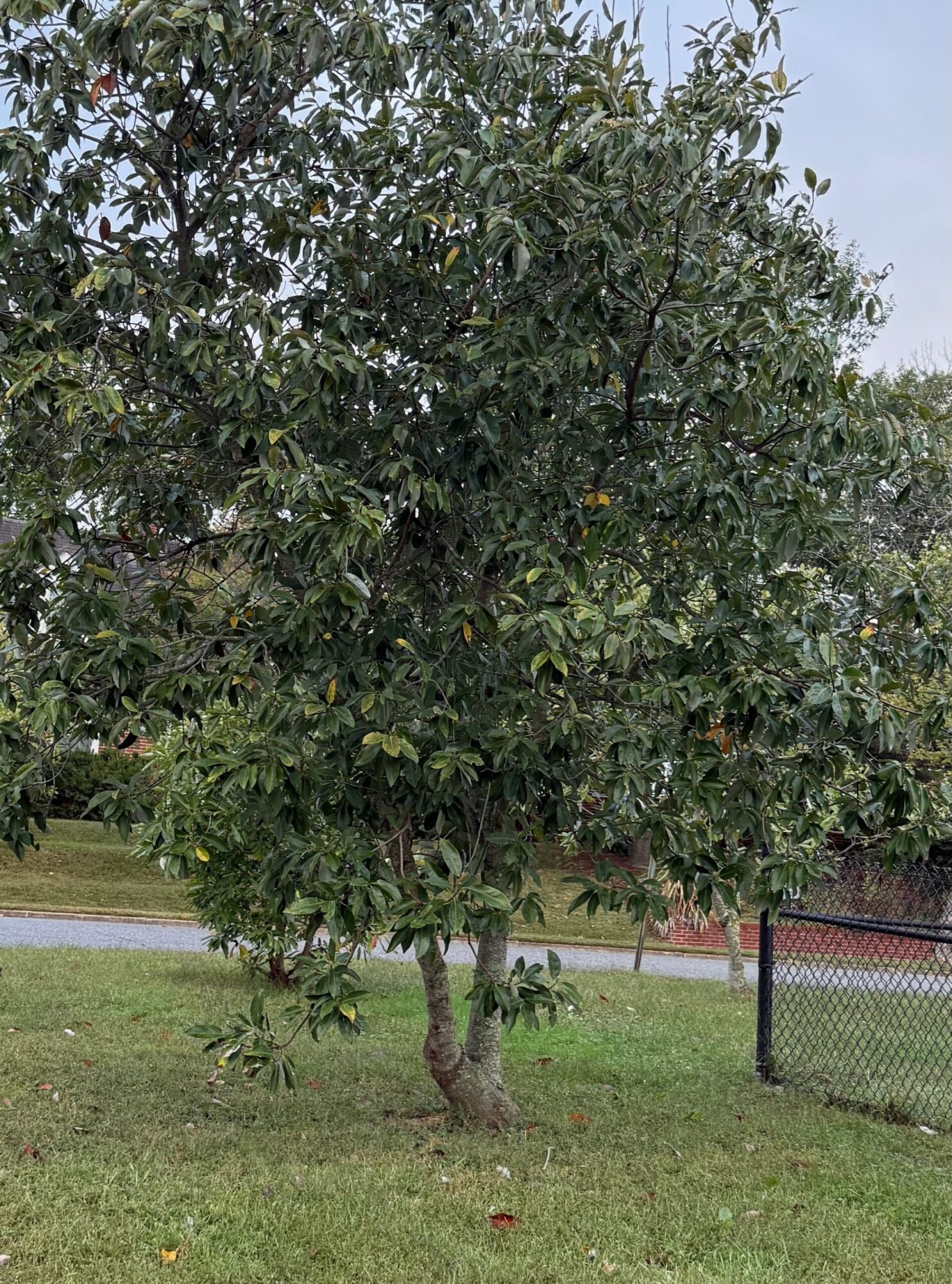 Sweetbay Moonglow Magnolia: a multi-stemmed sweetbay magnolia in a lawn still holding its glossy leaves in late fall