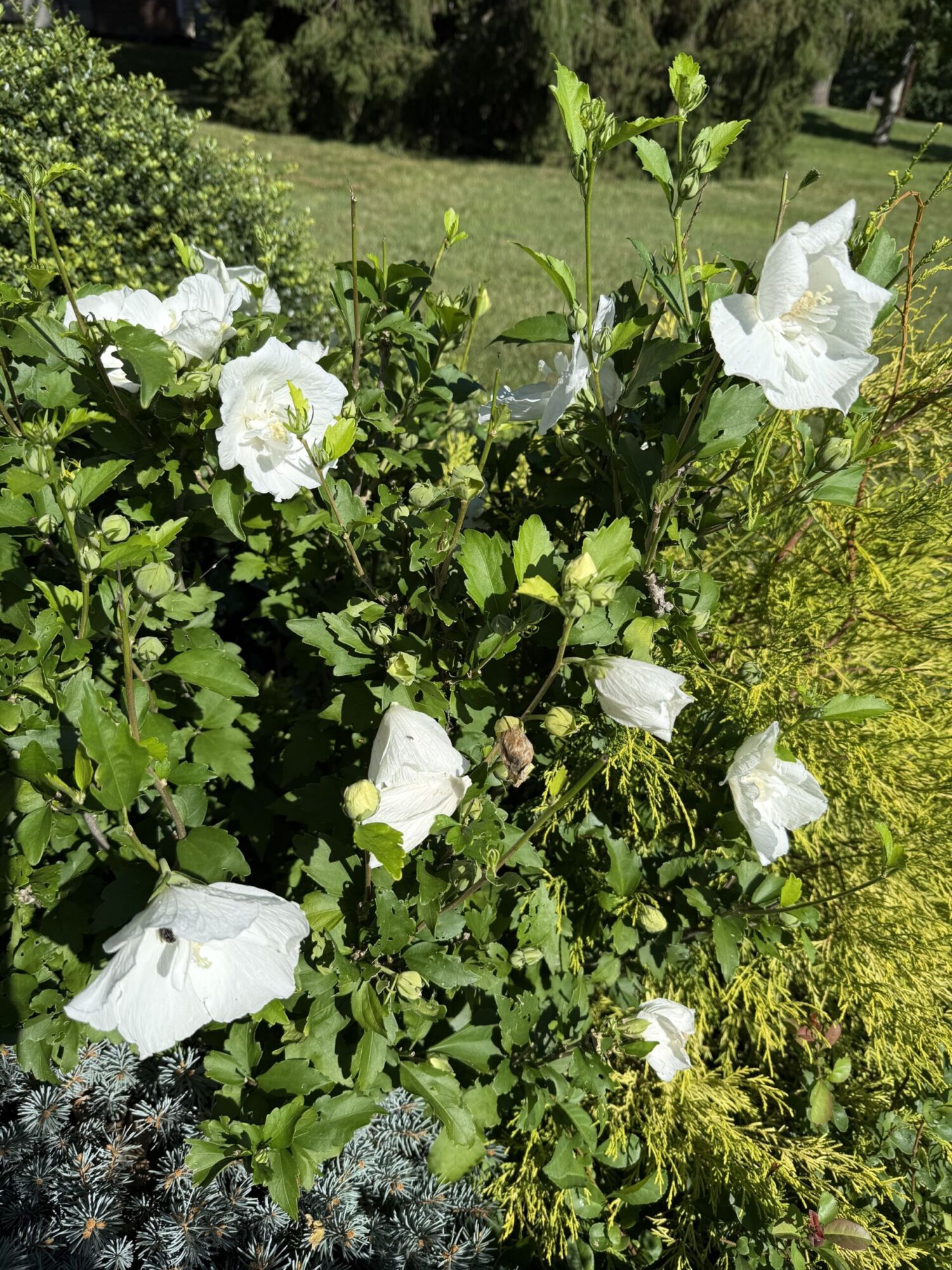 Morning Star Rose of Sharon: a rose of sharon shrub covered in white double flowers in a landscape bed