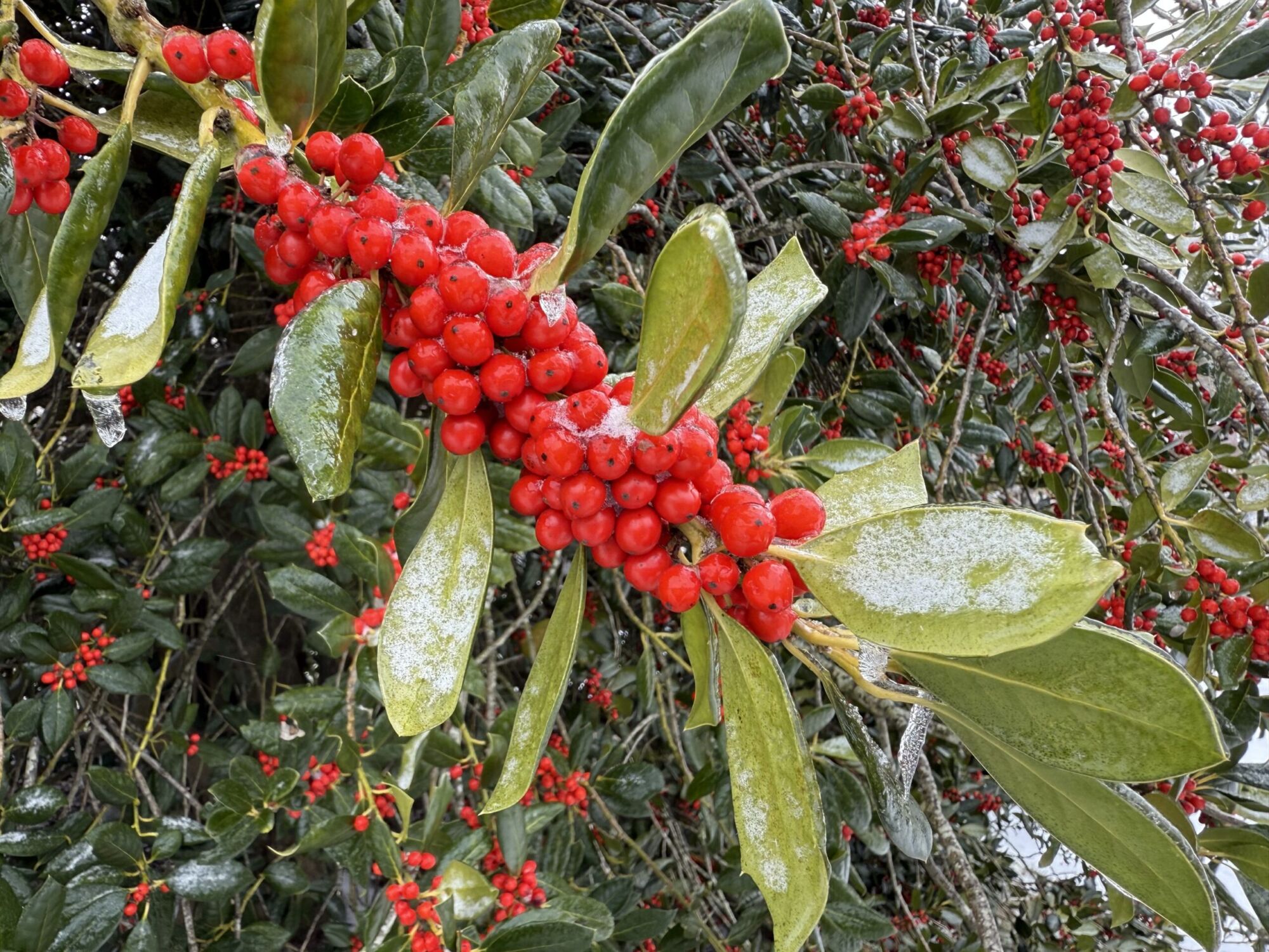 Nellie R Stevens Holly: heavy clusters of red berries and glossy leaves glazed with ice and snow