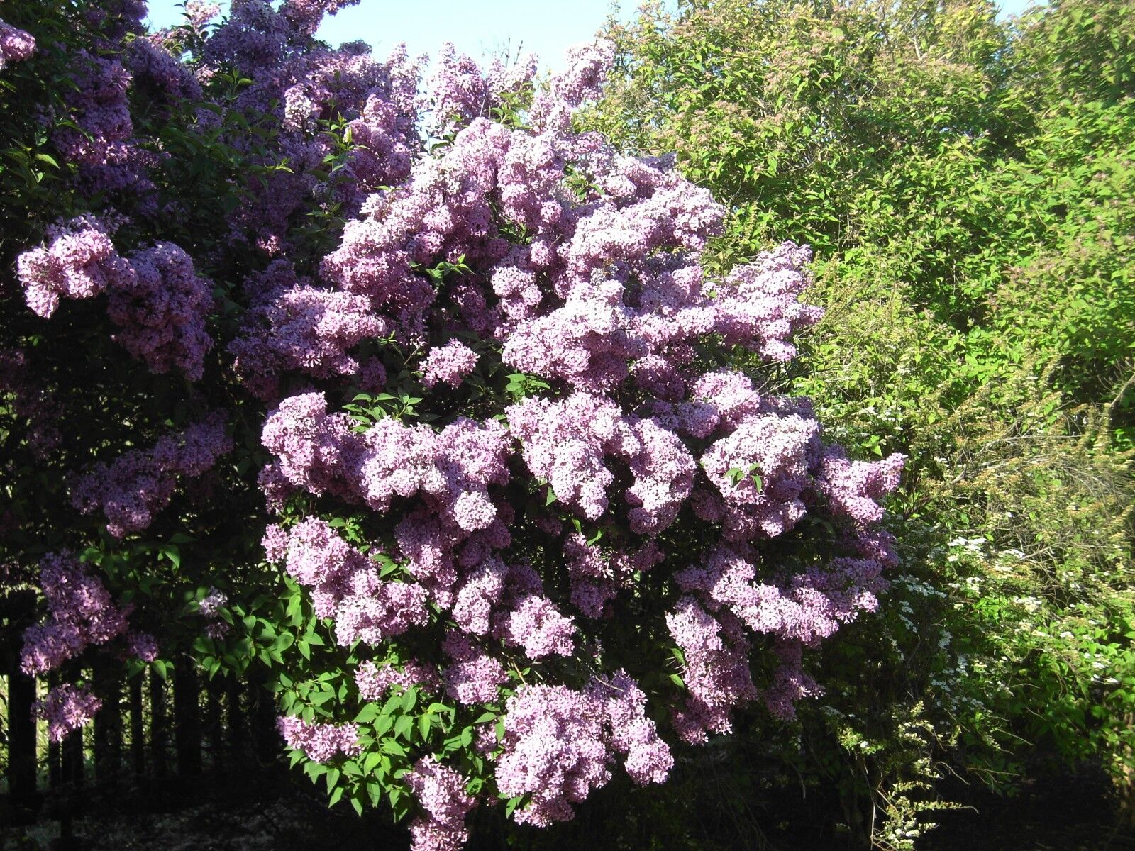 A common lilac shrub in full bloom in a garden, covered in lavender flower clusters