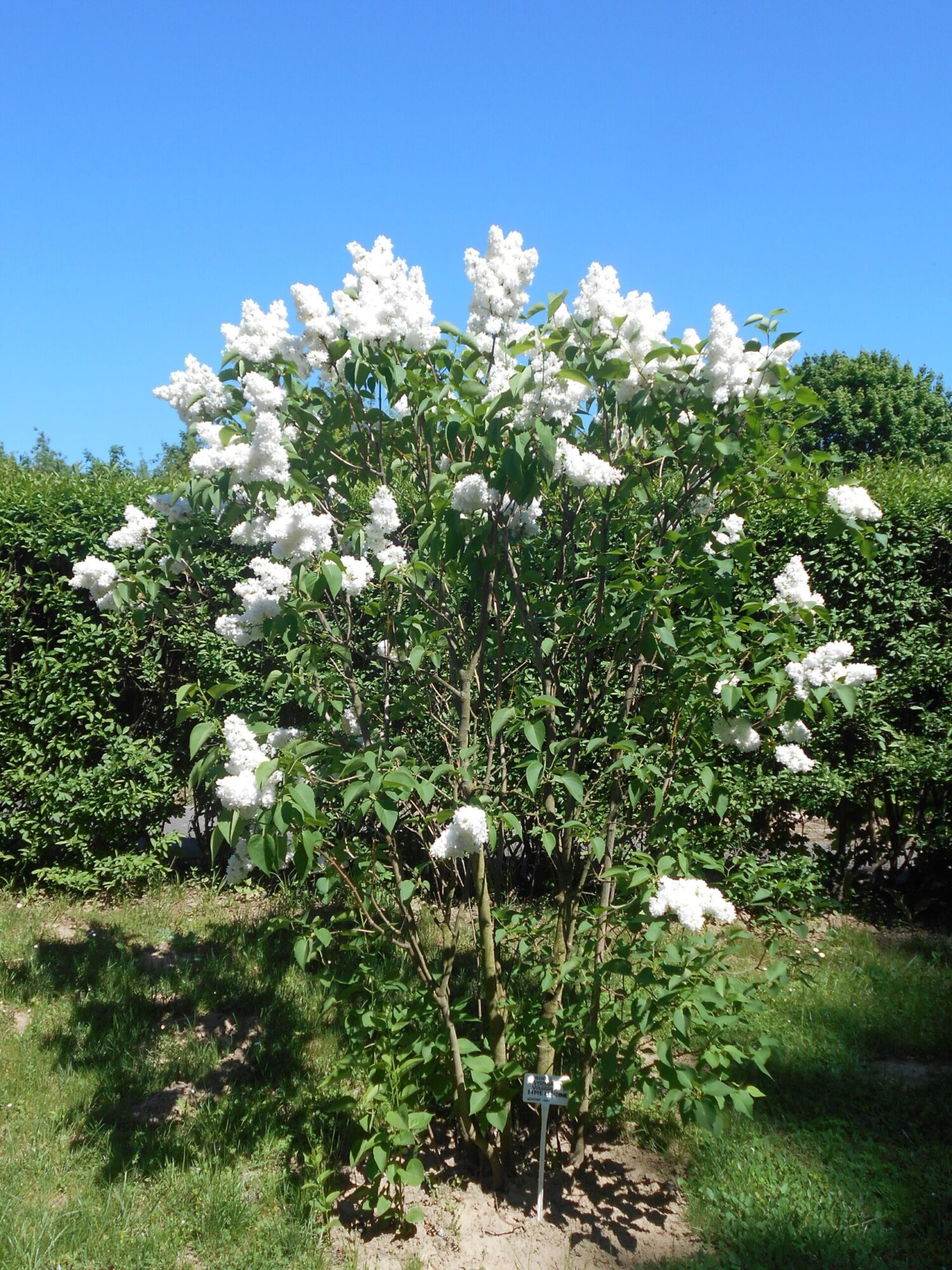 A white common lilac shrub in full bloom against a blue sky, covered in white flower clusters