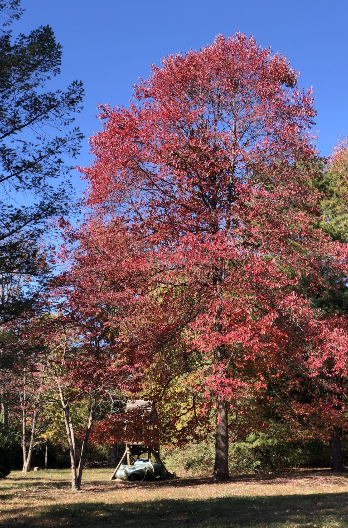 Nitro Black Gum: a large black gum turned deep rose-red across the whole crown against a clear blue sky