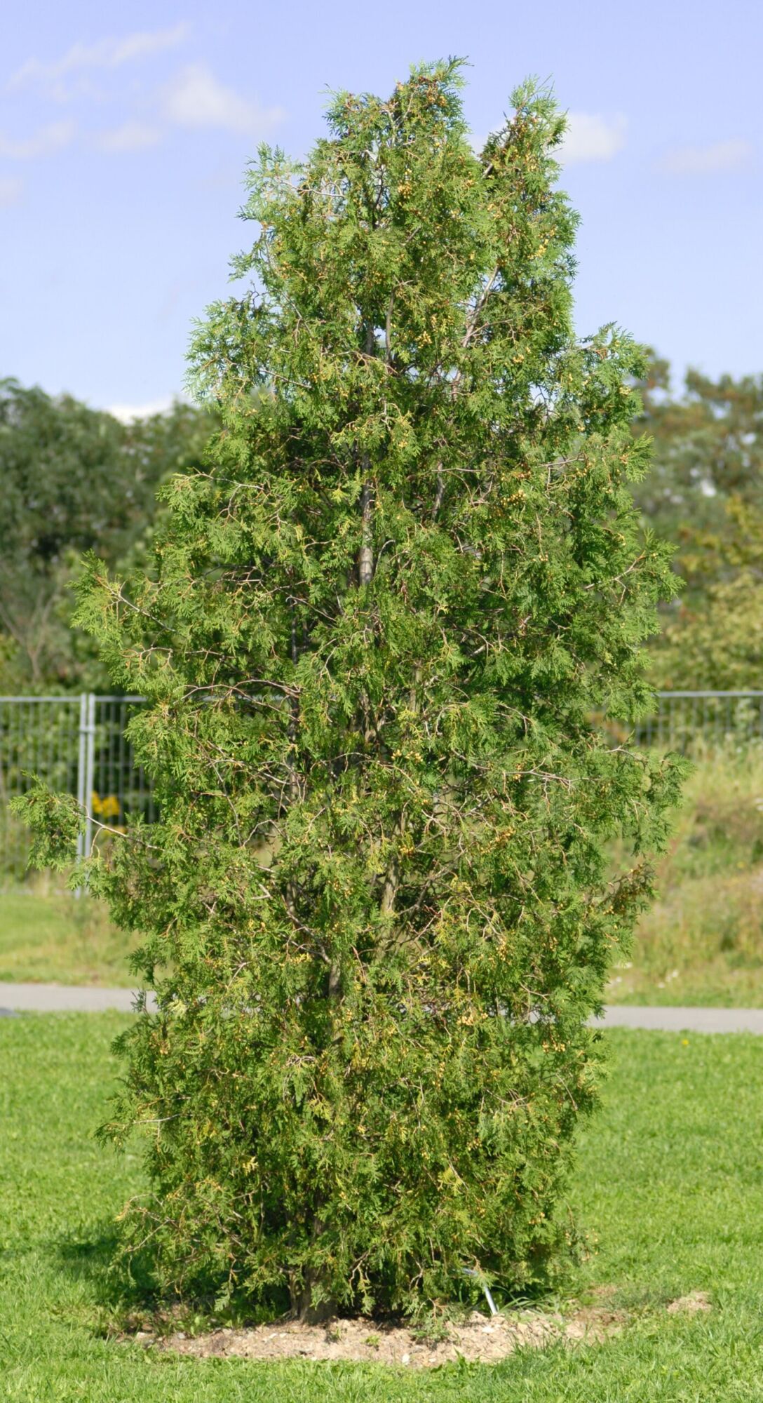 An upright arborvitae standing alone on a mown lawn with a mulch ring at its base
