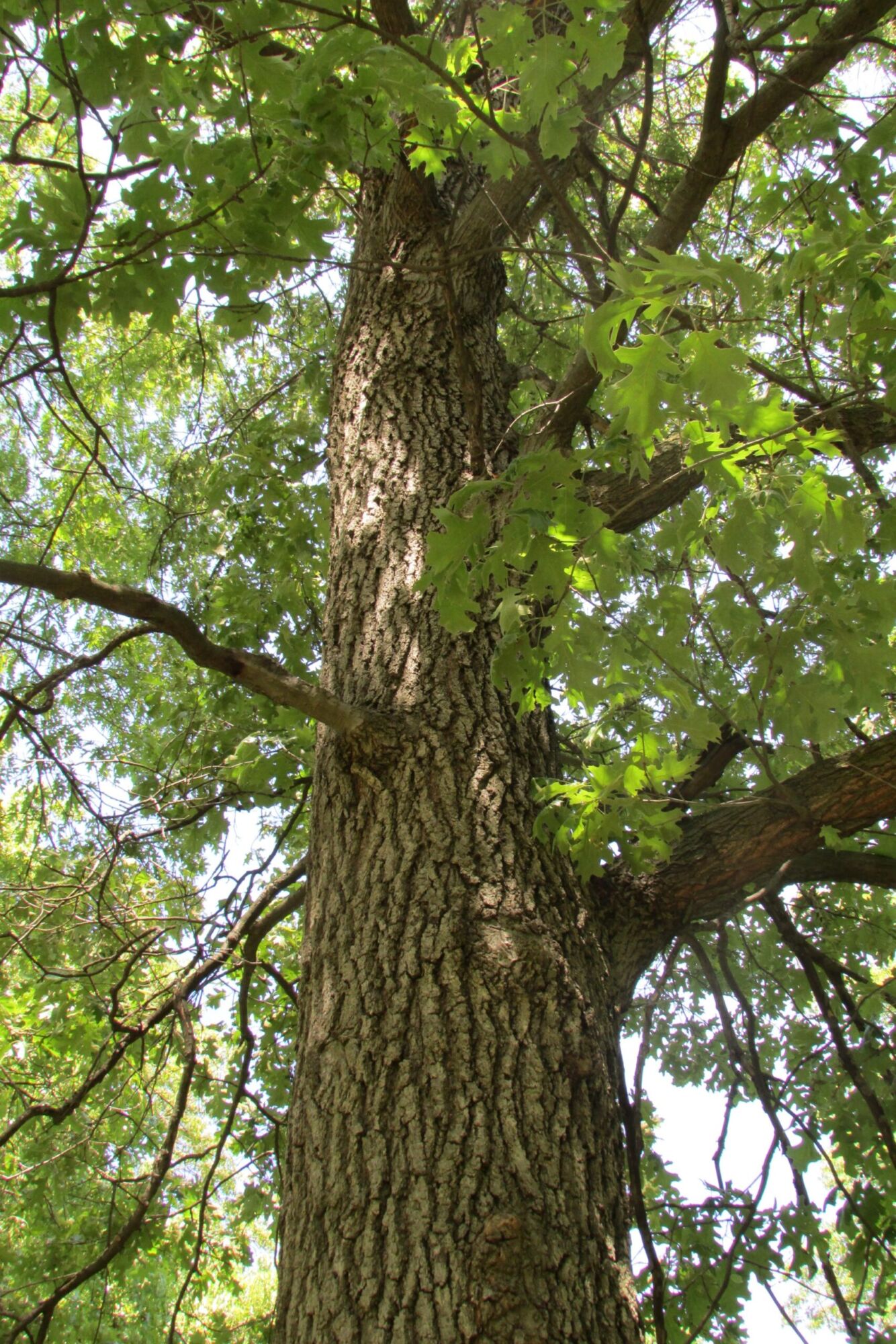 Northern Pin Oak: the trunk and branching structure of a mature tree seen from below in full summer leaf