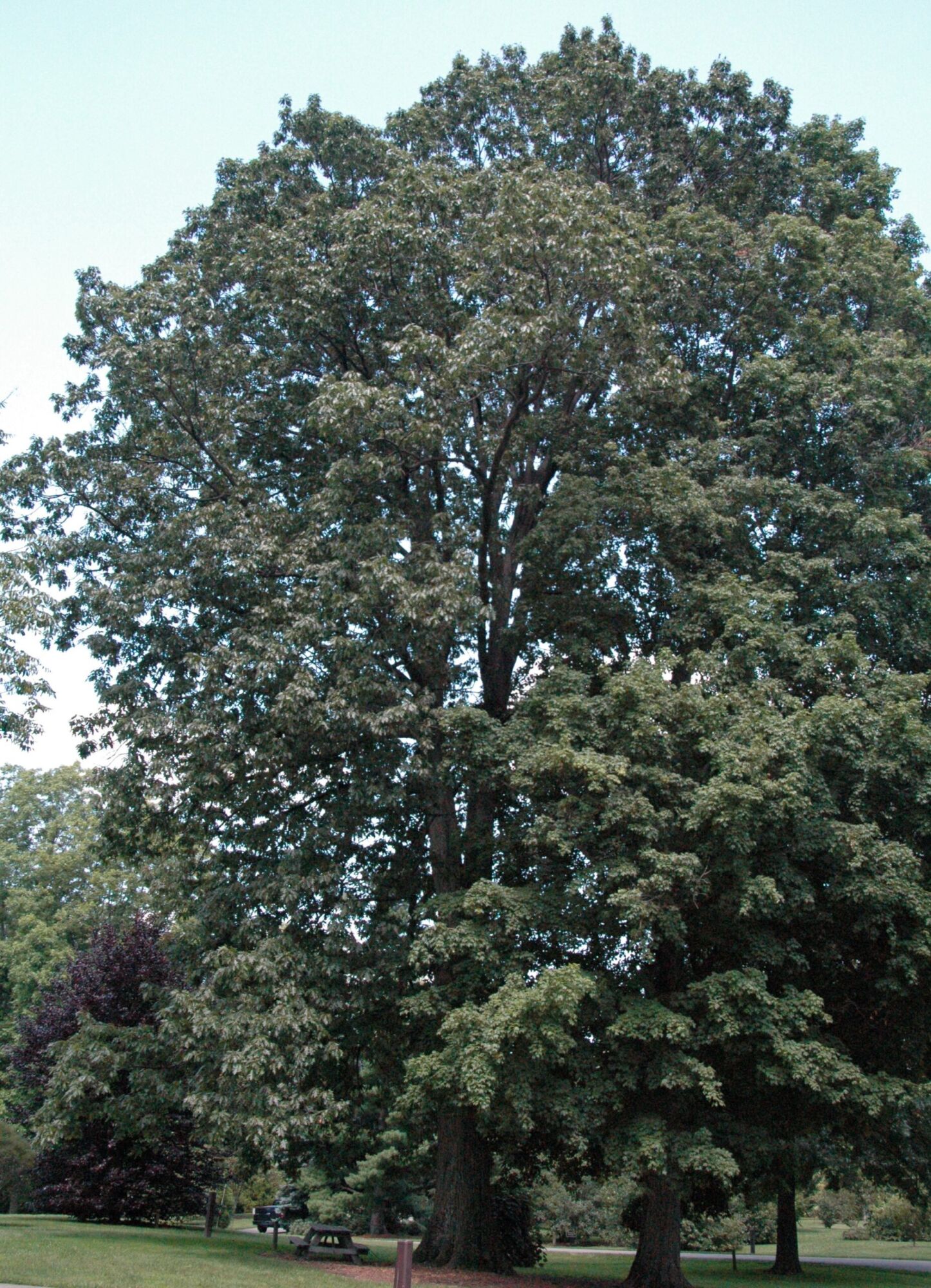 Northern Red Oak: a full grown specimen in a park with a picnic table at its base for scale