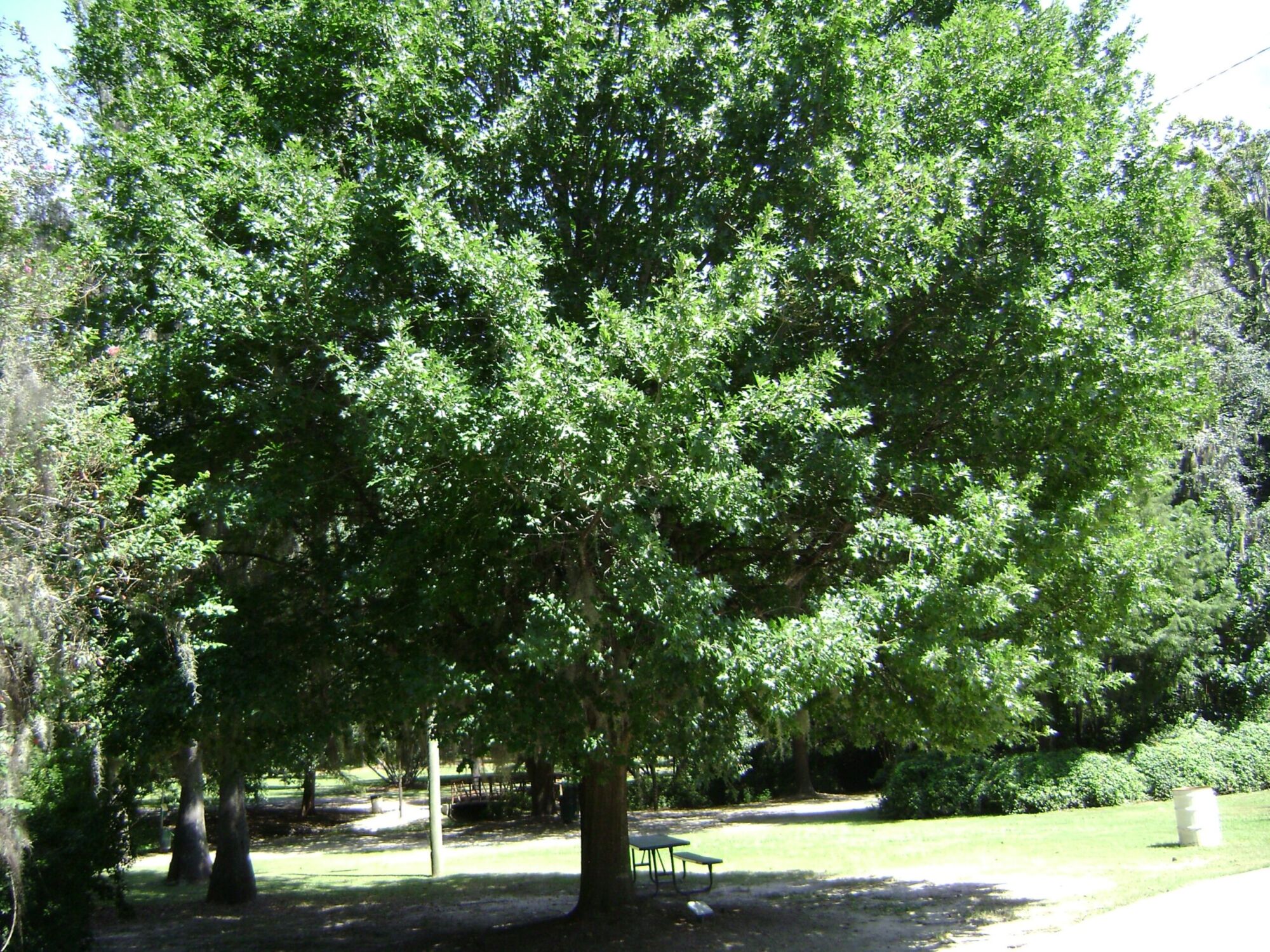 Nuttall Oak: a full grown specimen shading a park lawn with a picnic table beneath it for scale