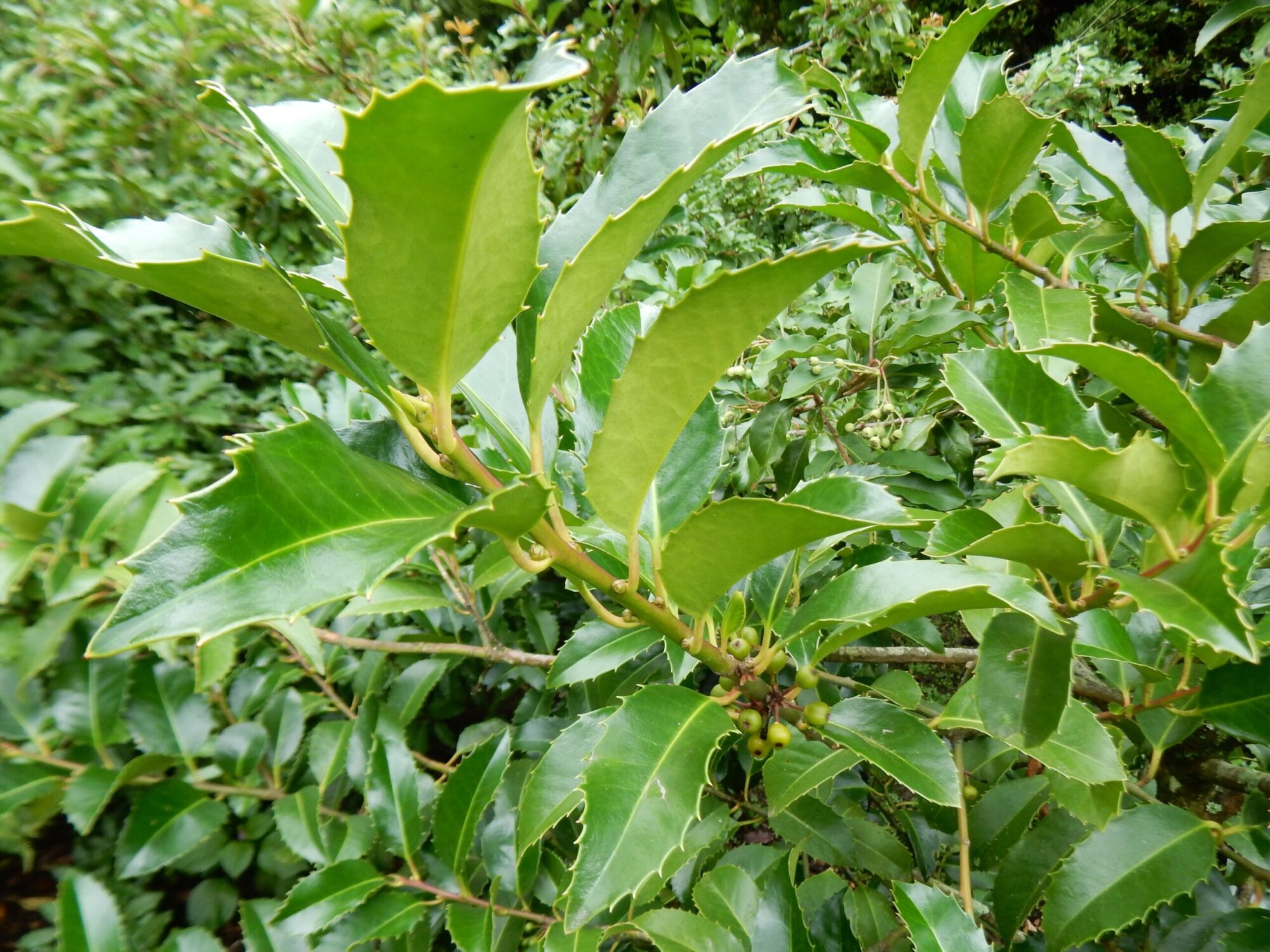 Oakland Holly: long glossy dark green holly leaves with fine marginal teeth and small green berries forming
