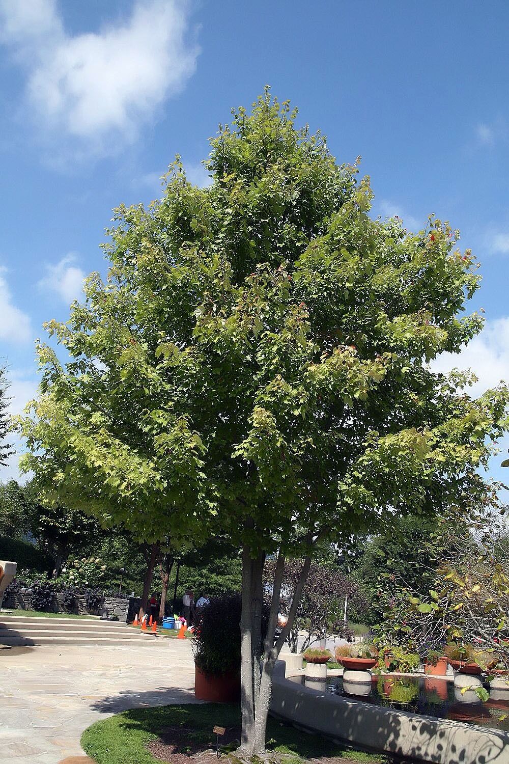 October Glory maple: Full tree