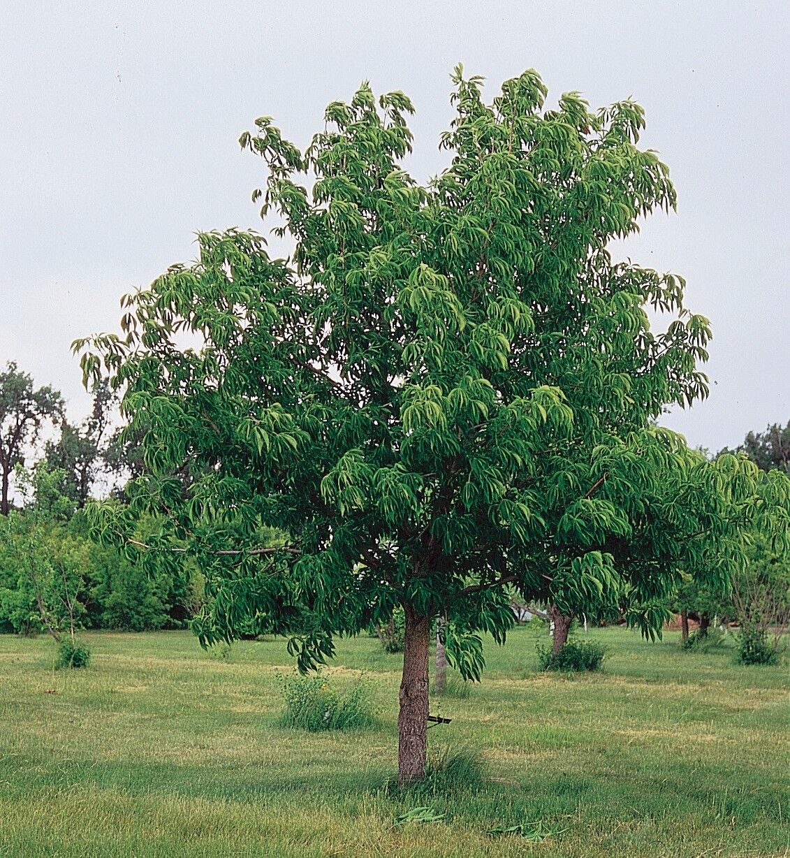 Ohio Buckeye: full tree with a dense rounded crown