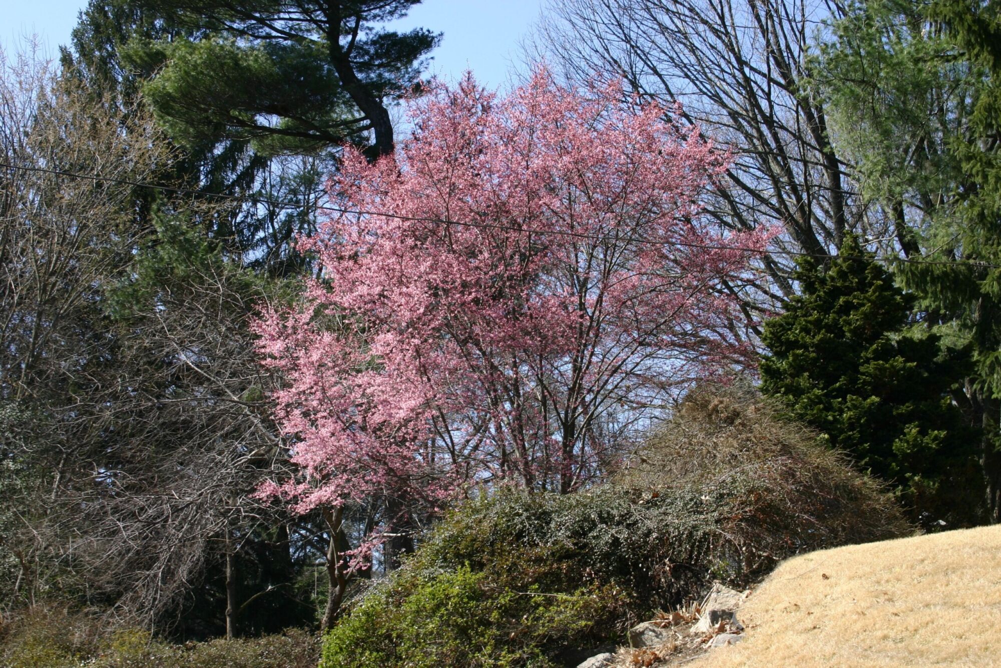 Okame Flowering Cherry: an Okame cherry covered in pink bloom in late winter while surrounding trees are still leafless