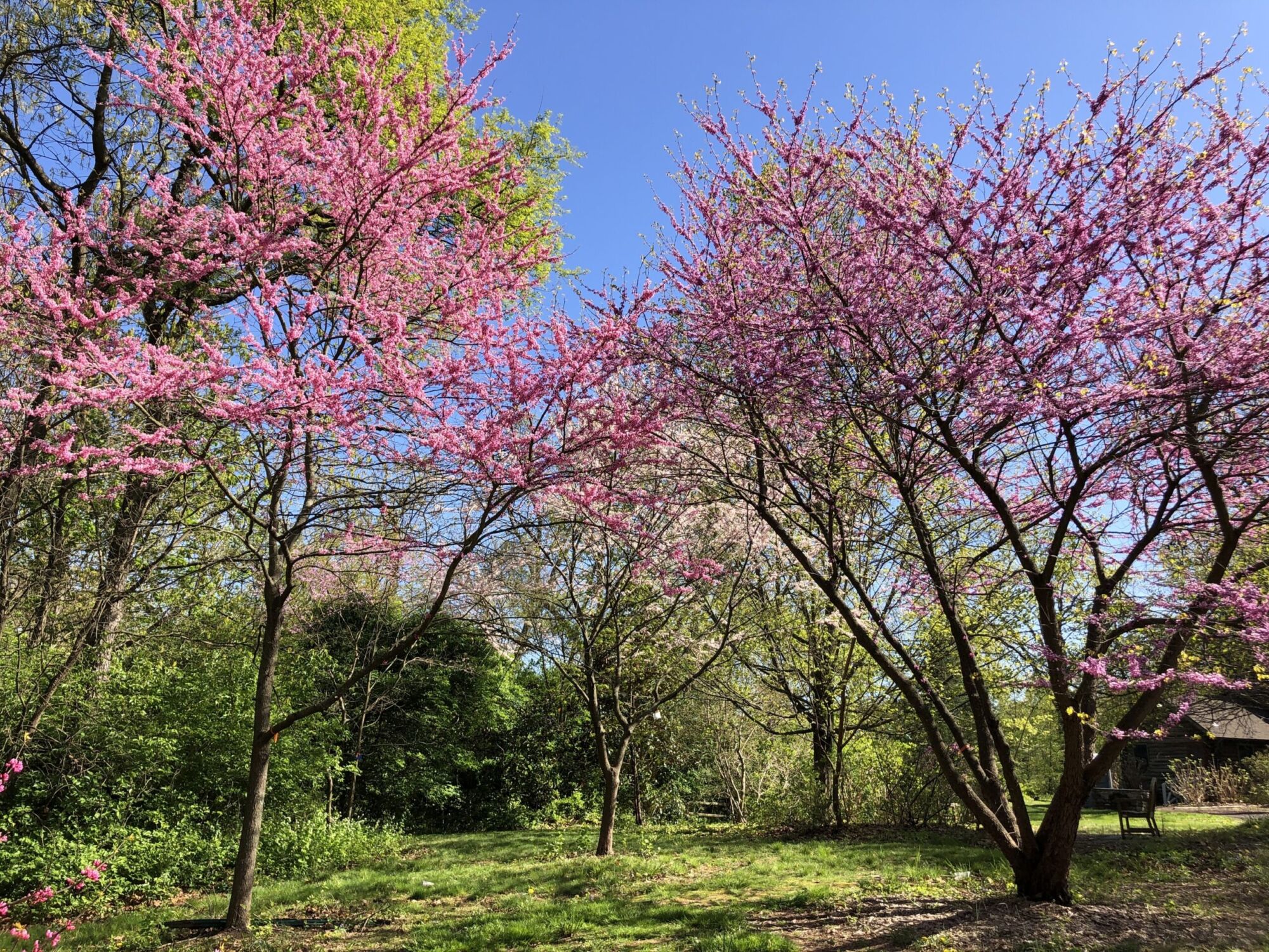 Oklahoma Sparkler redbud: Two redbuds in full spring bloom
